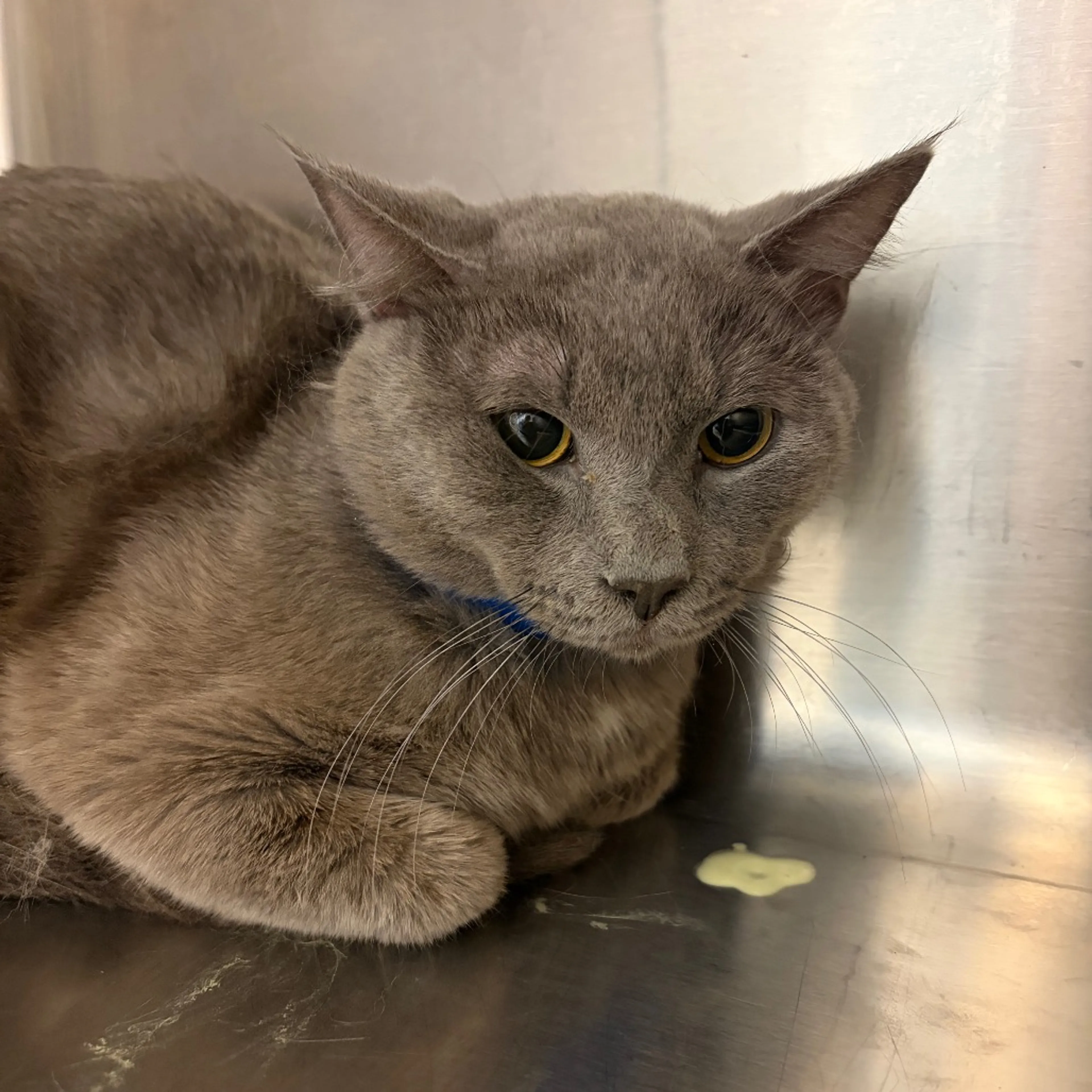 Found pet