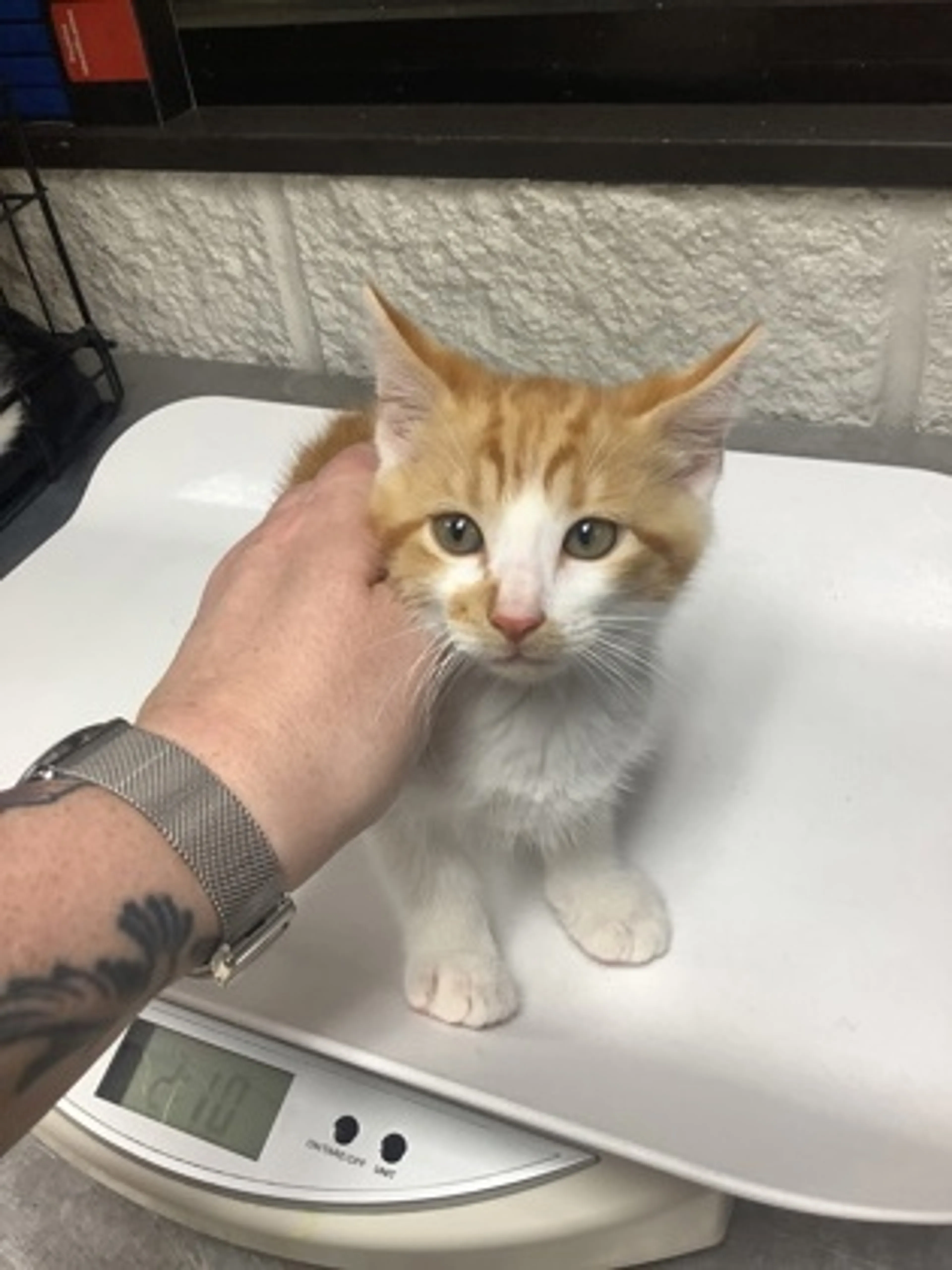 Found pet