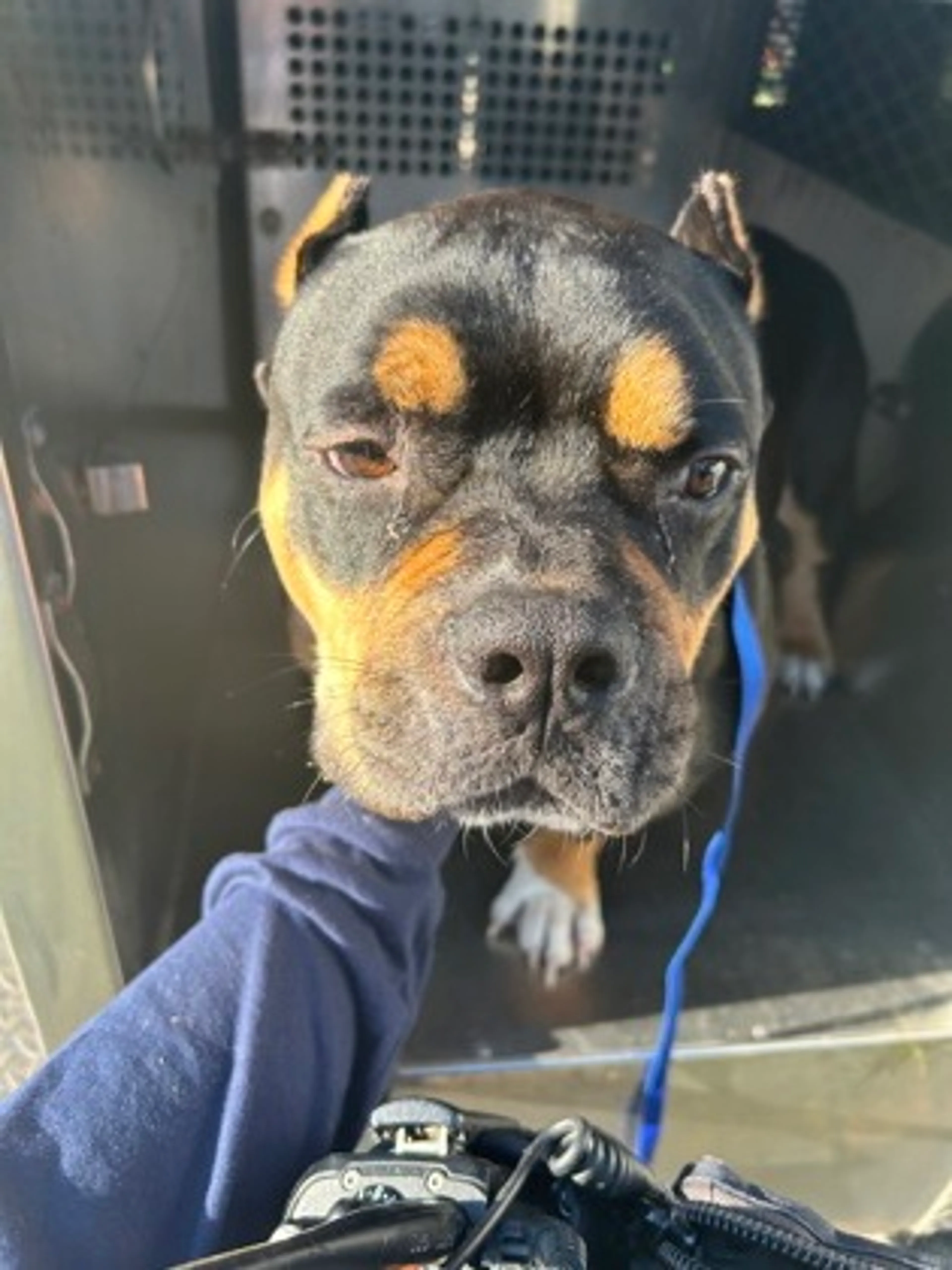 Found pet