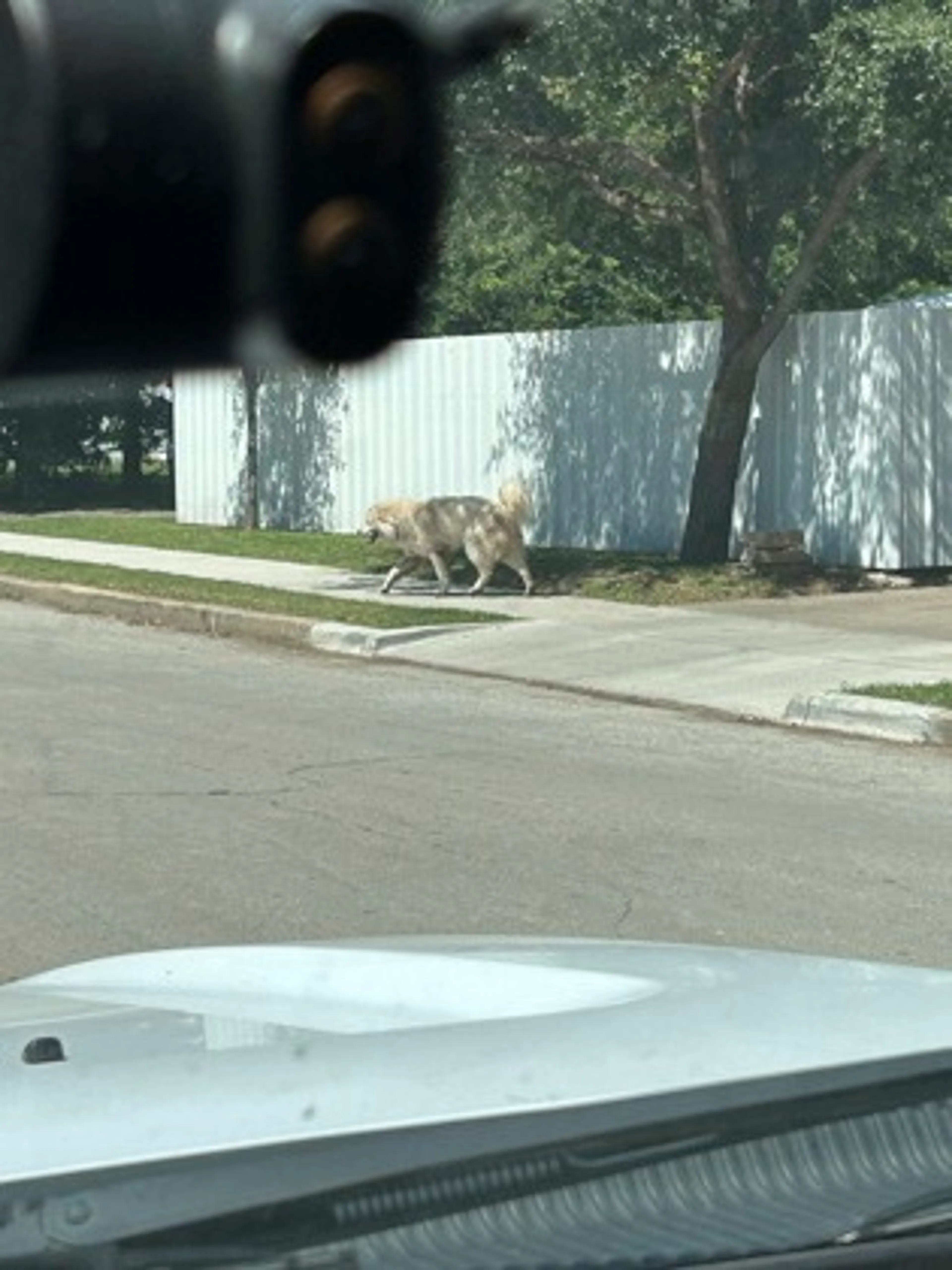 Found pet-1