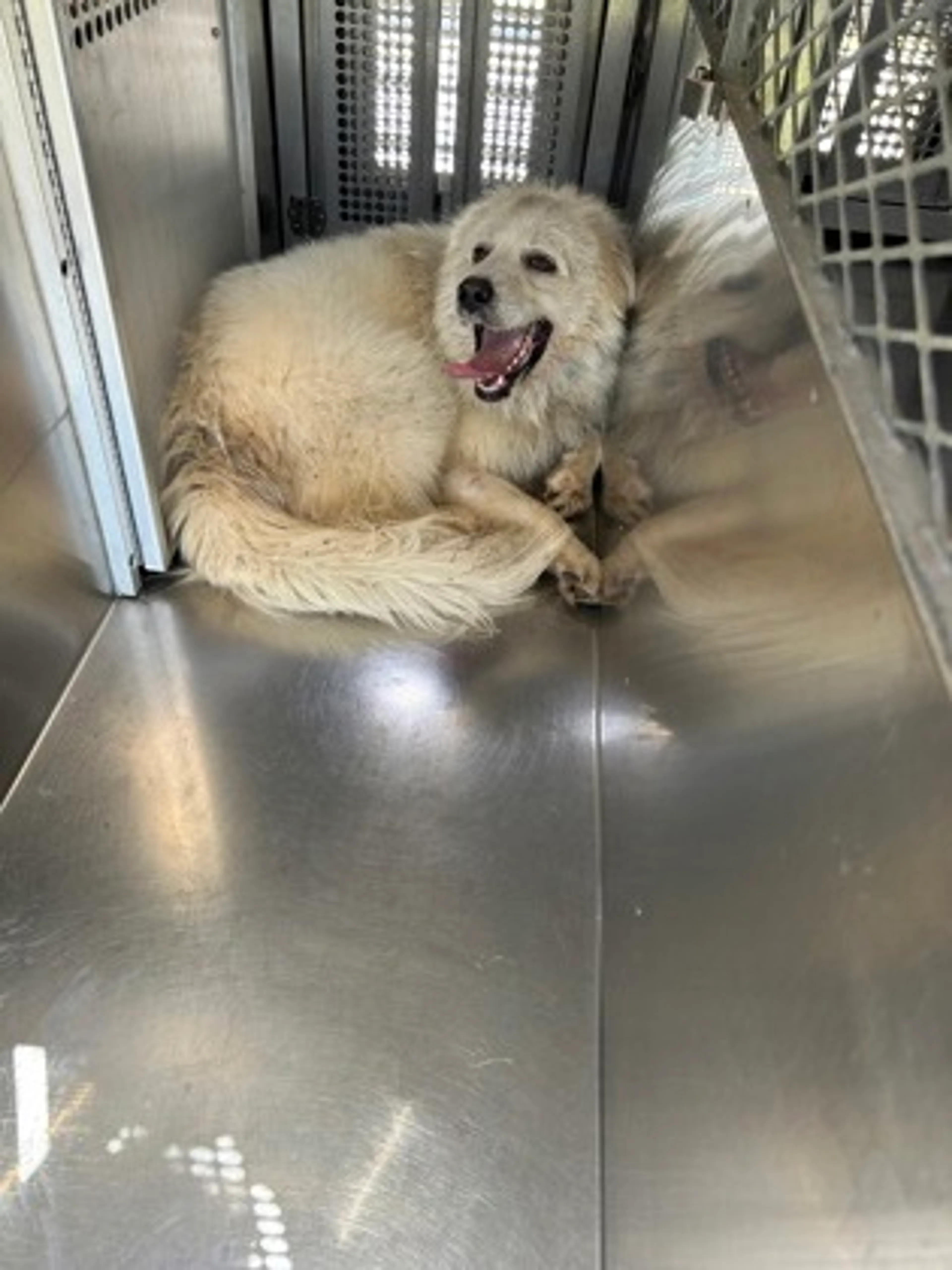 Found pet-0