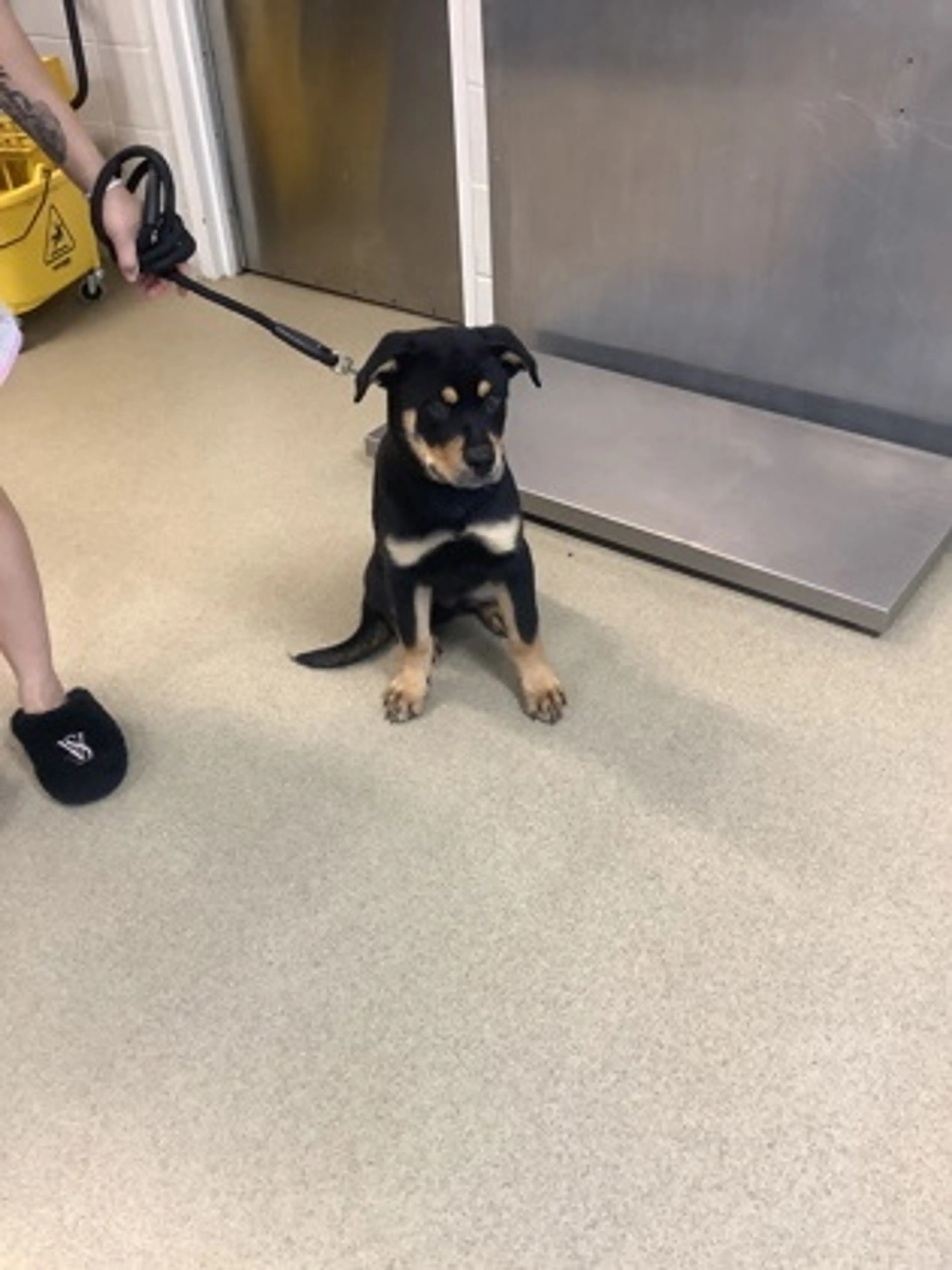 Found pet