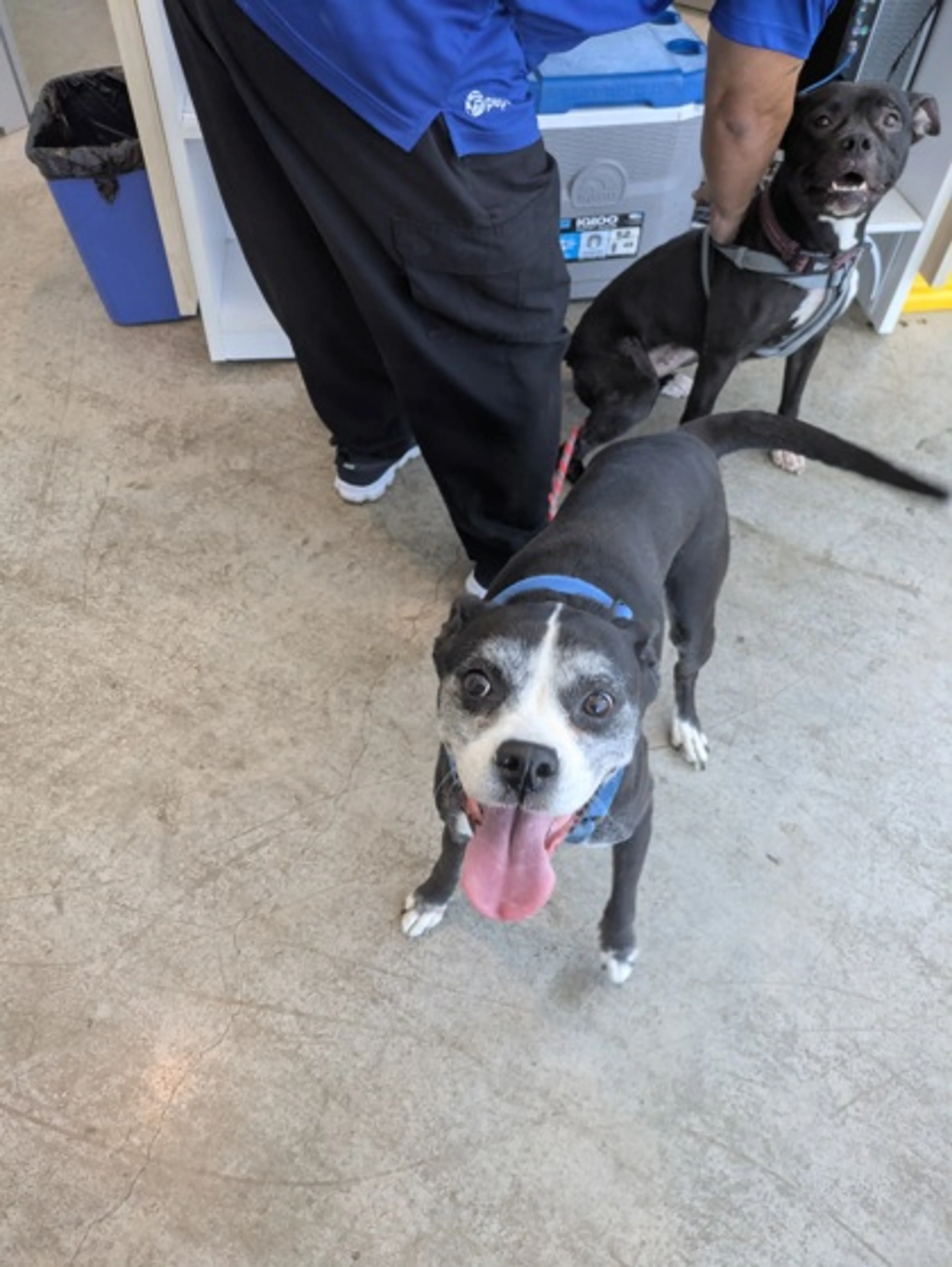 Found pet