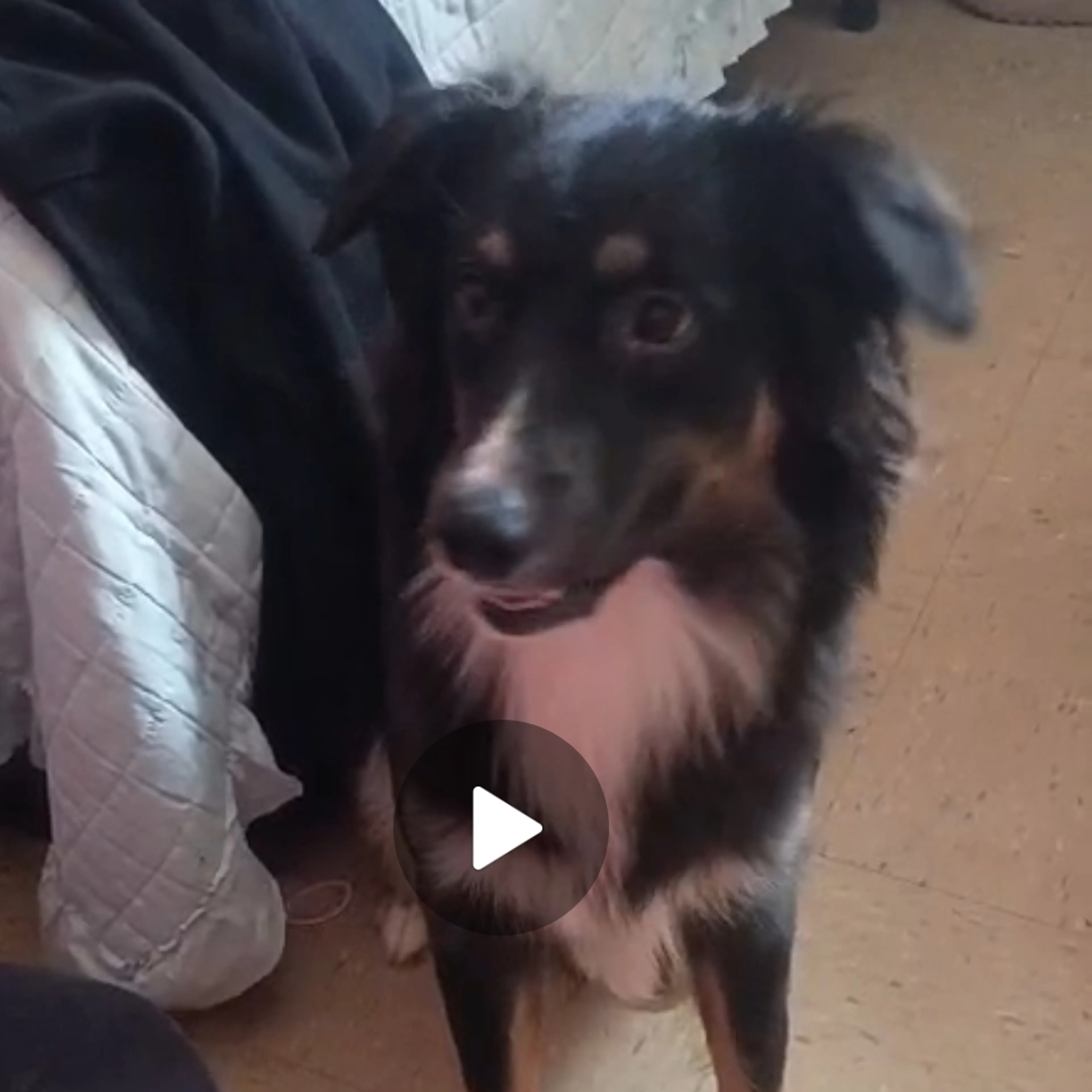 Lost pet-2