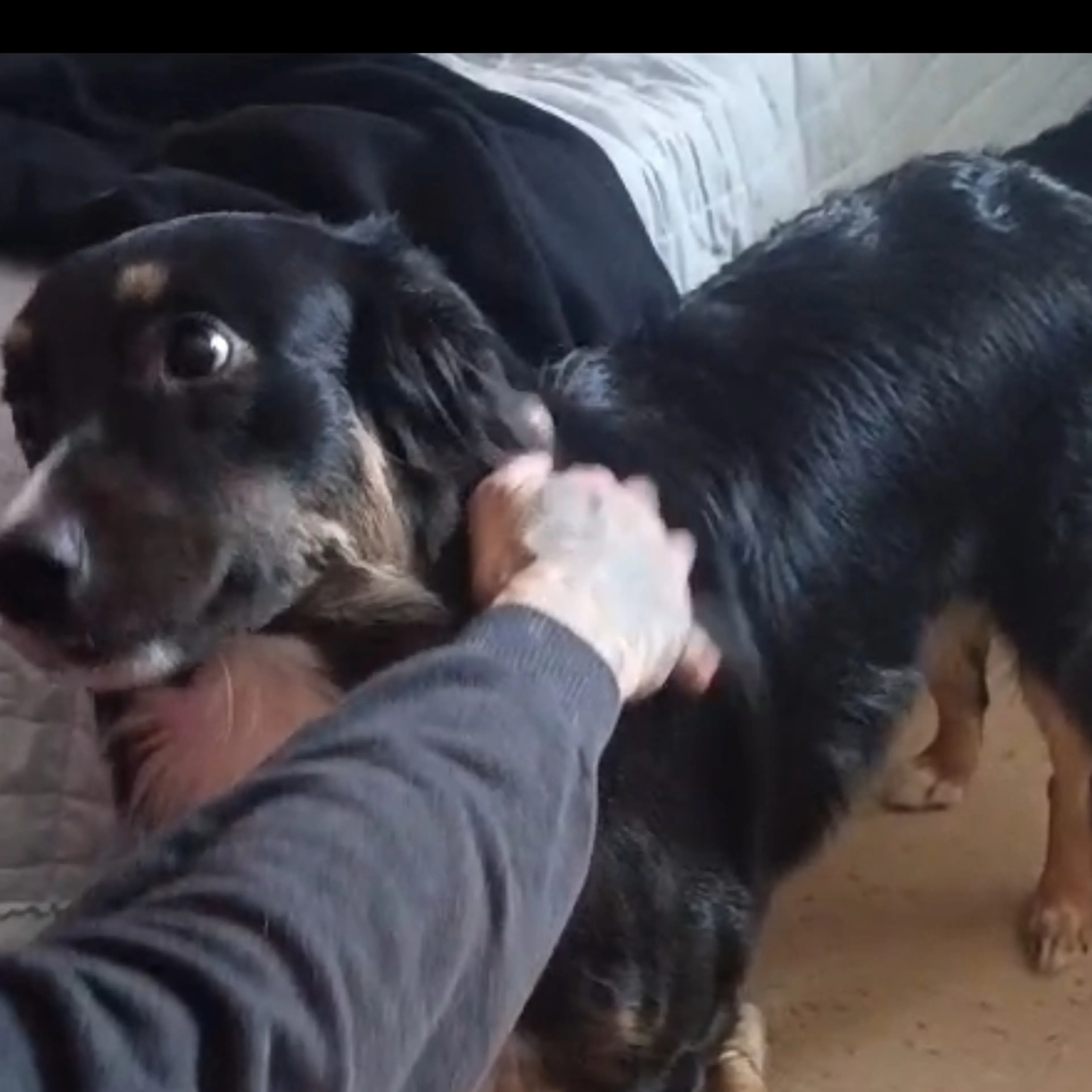 Lost pet-1