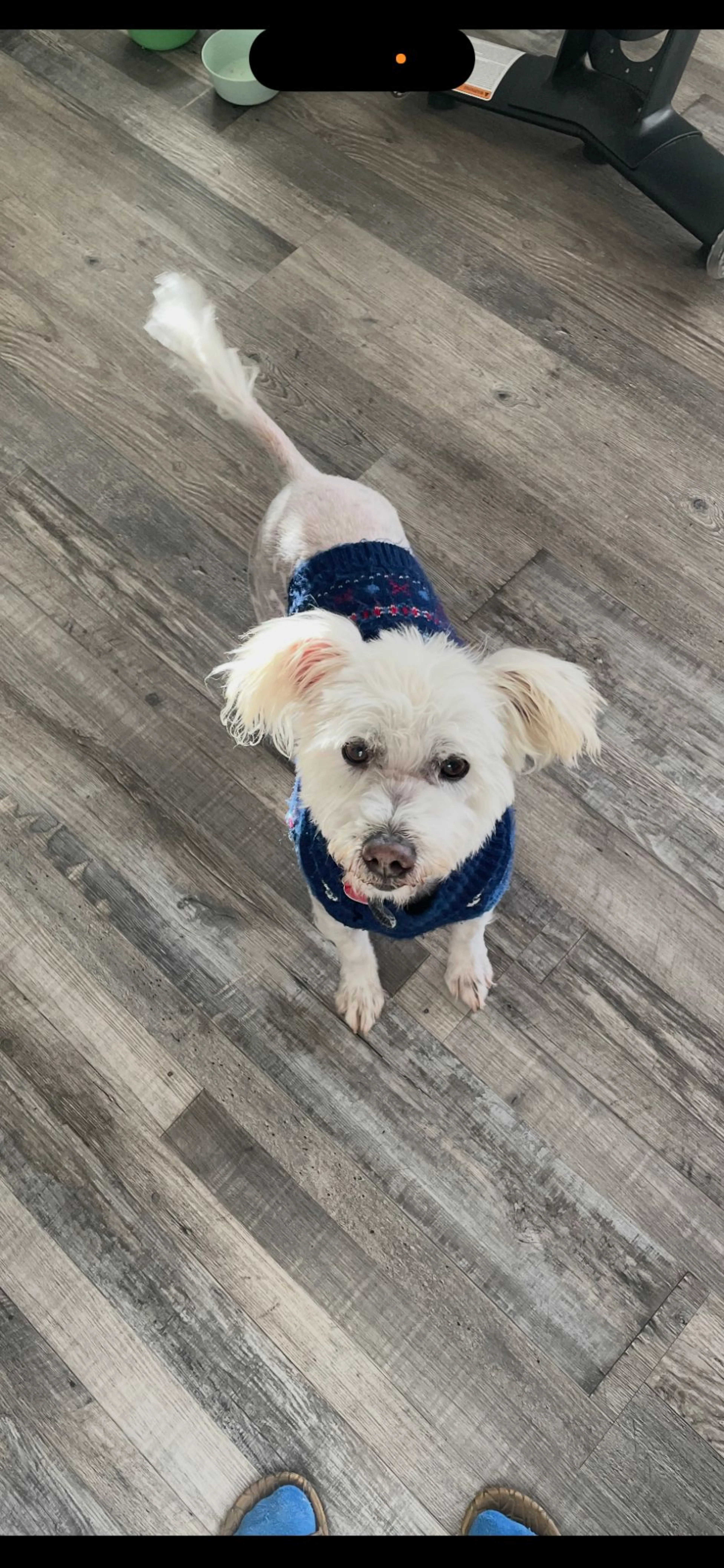 Lost pet-1