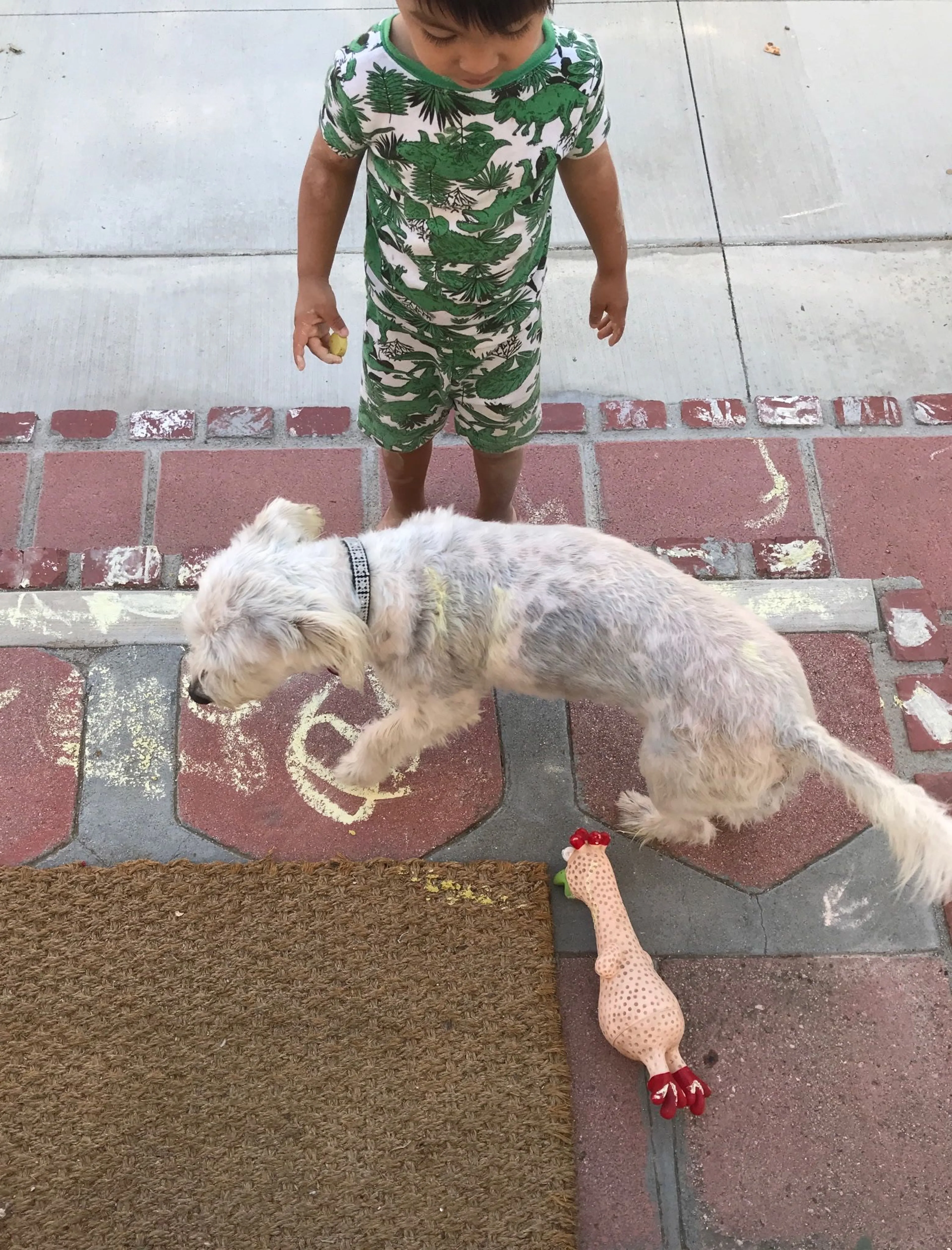 Lost pet-0