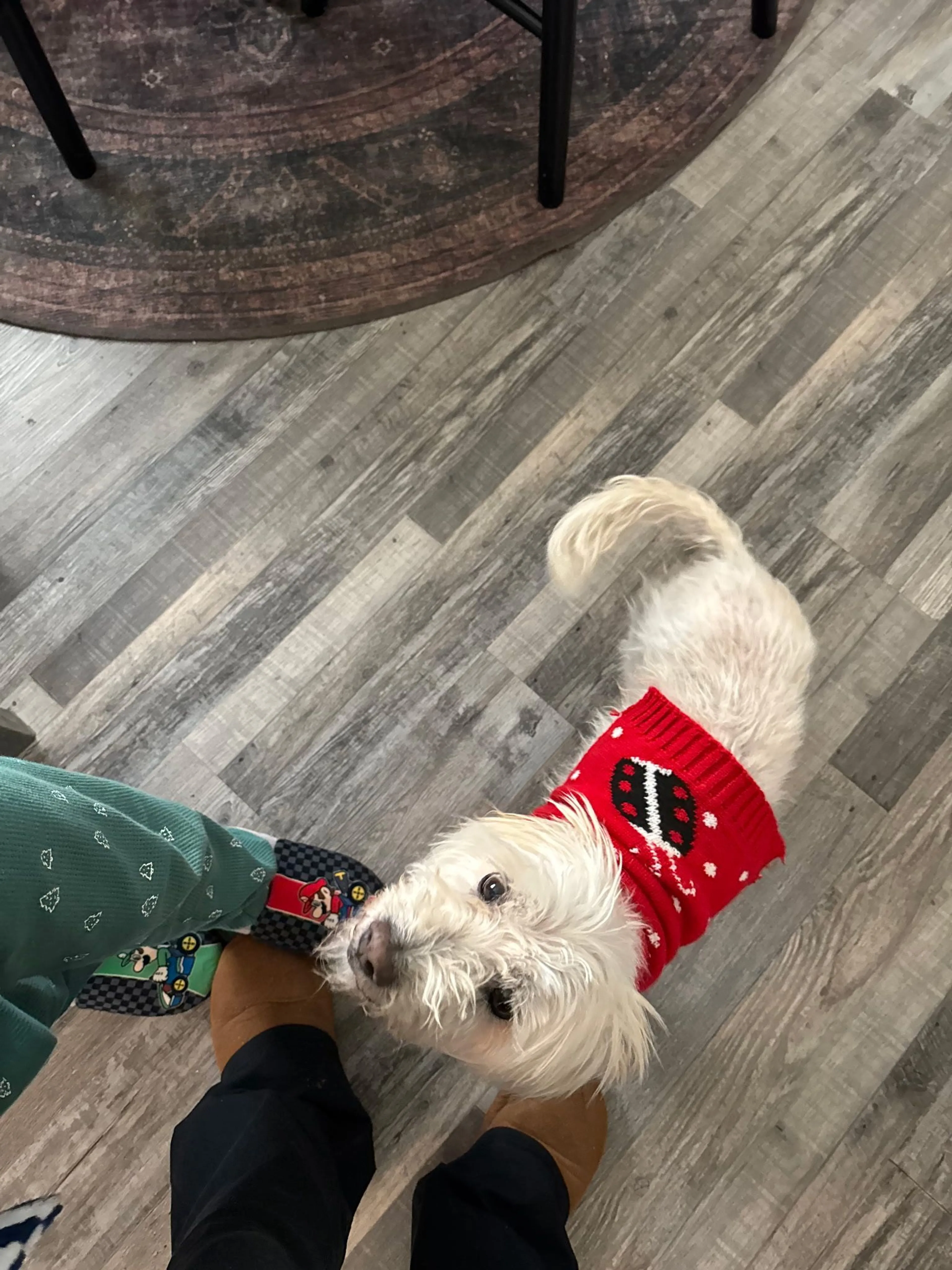 Lost pet-2