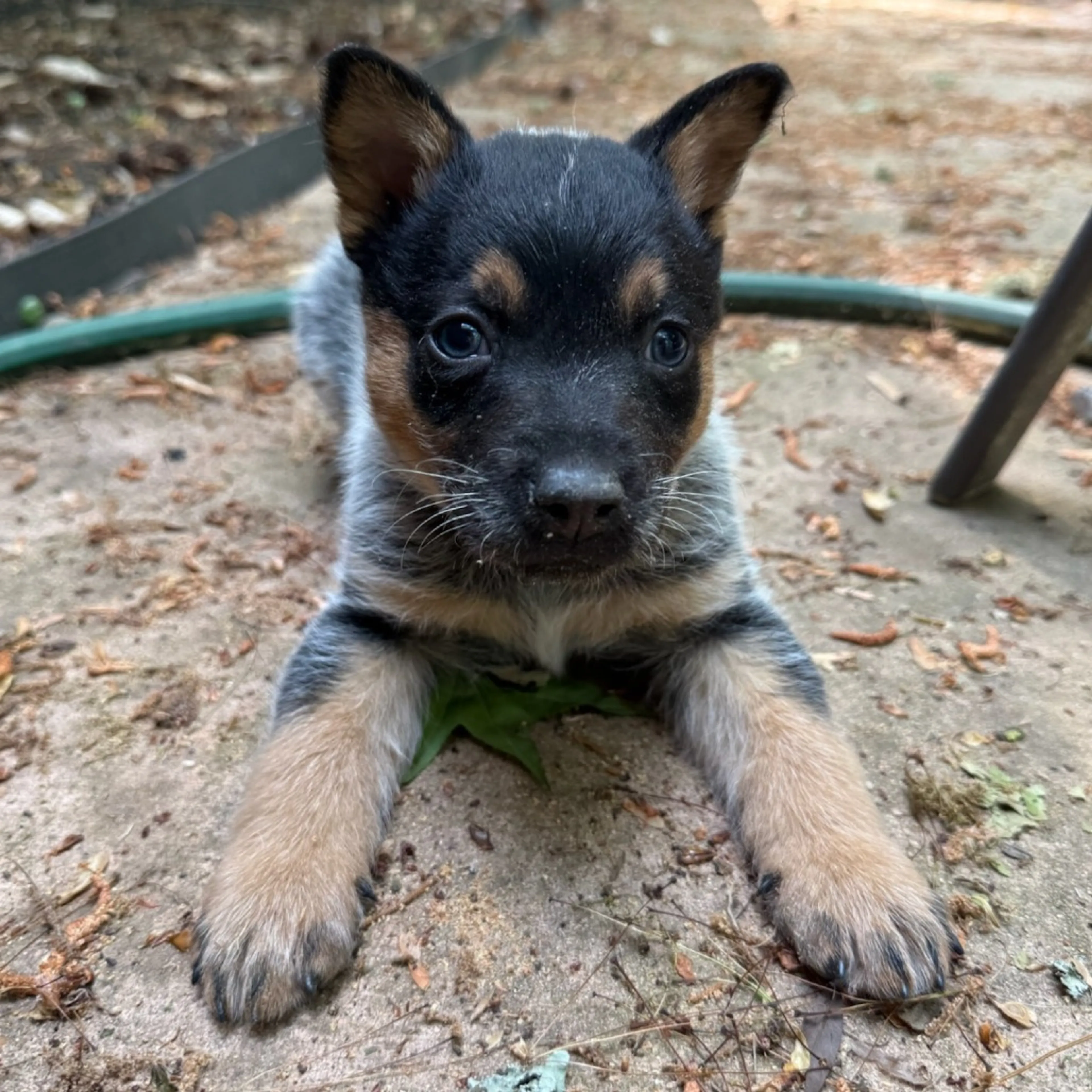 Found pet-1