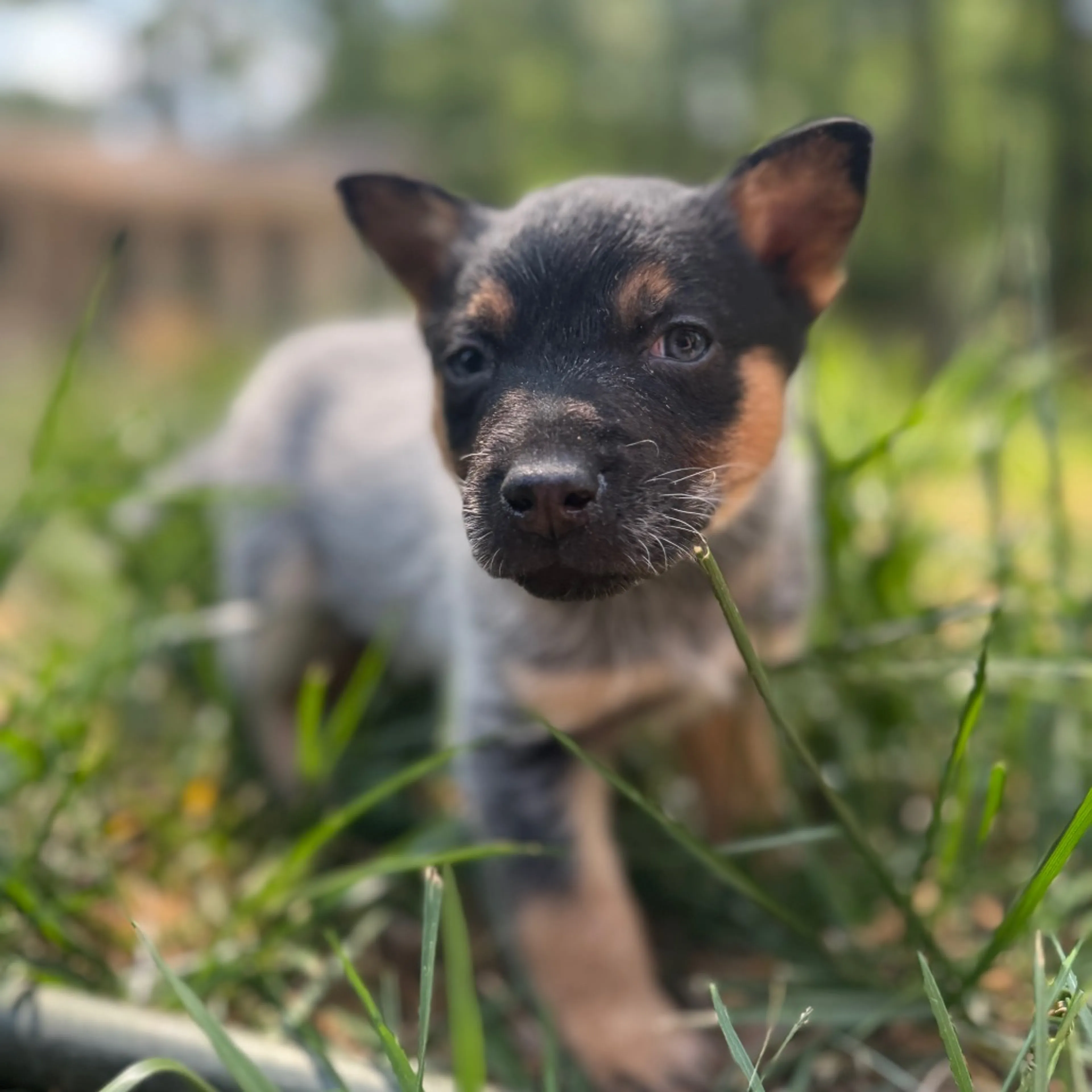 Found pet-3