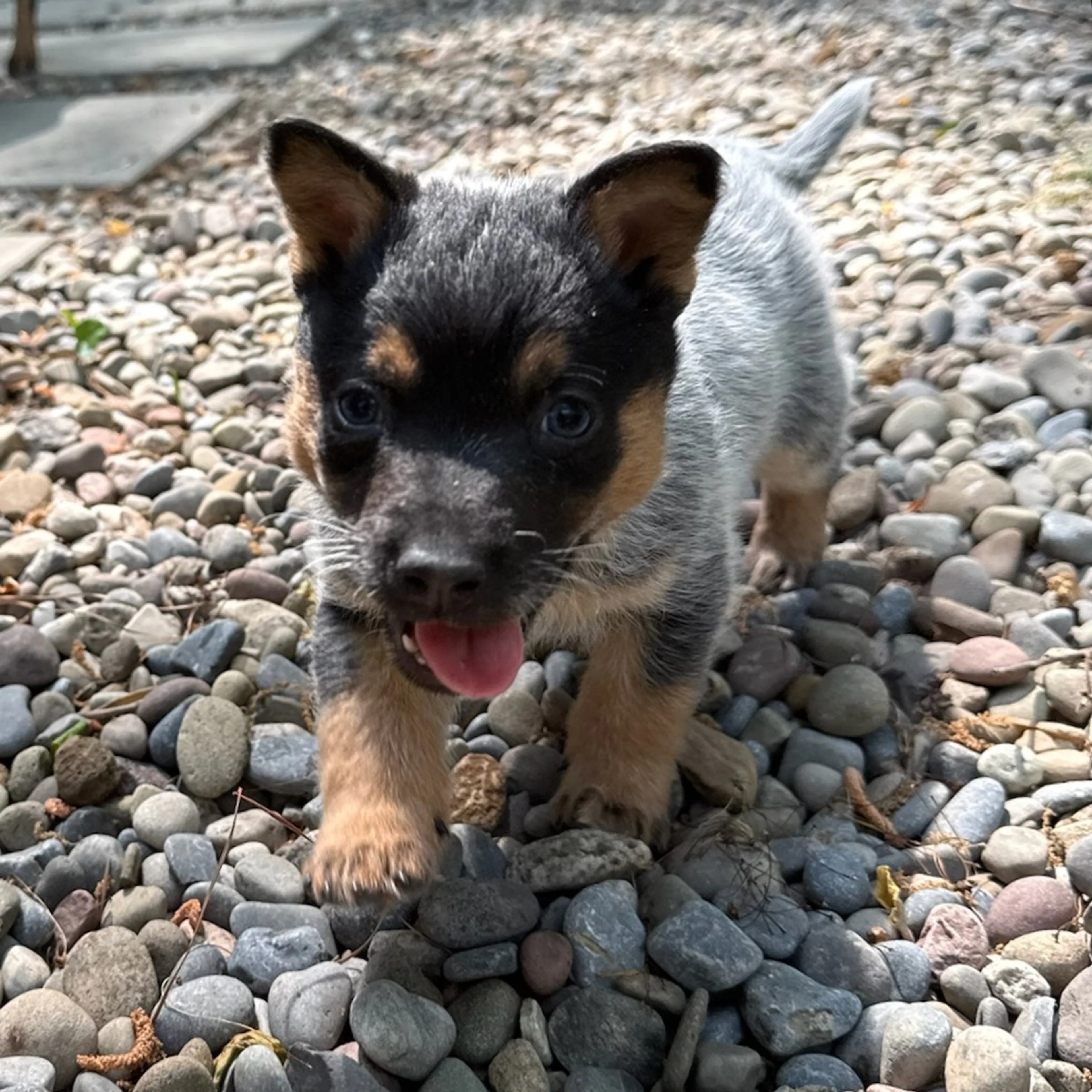 Found pet-2