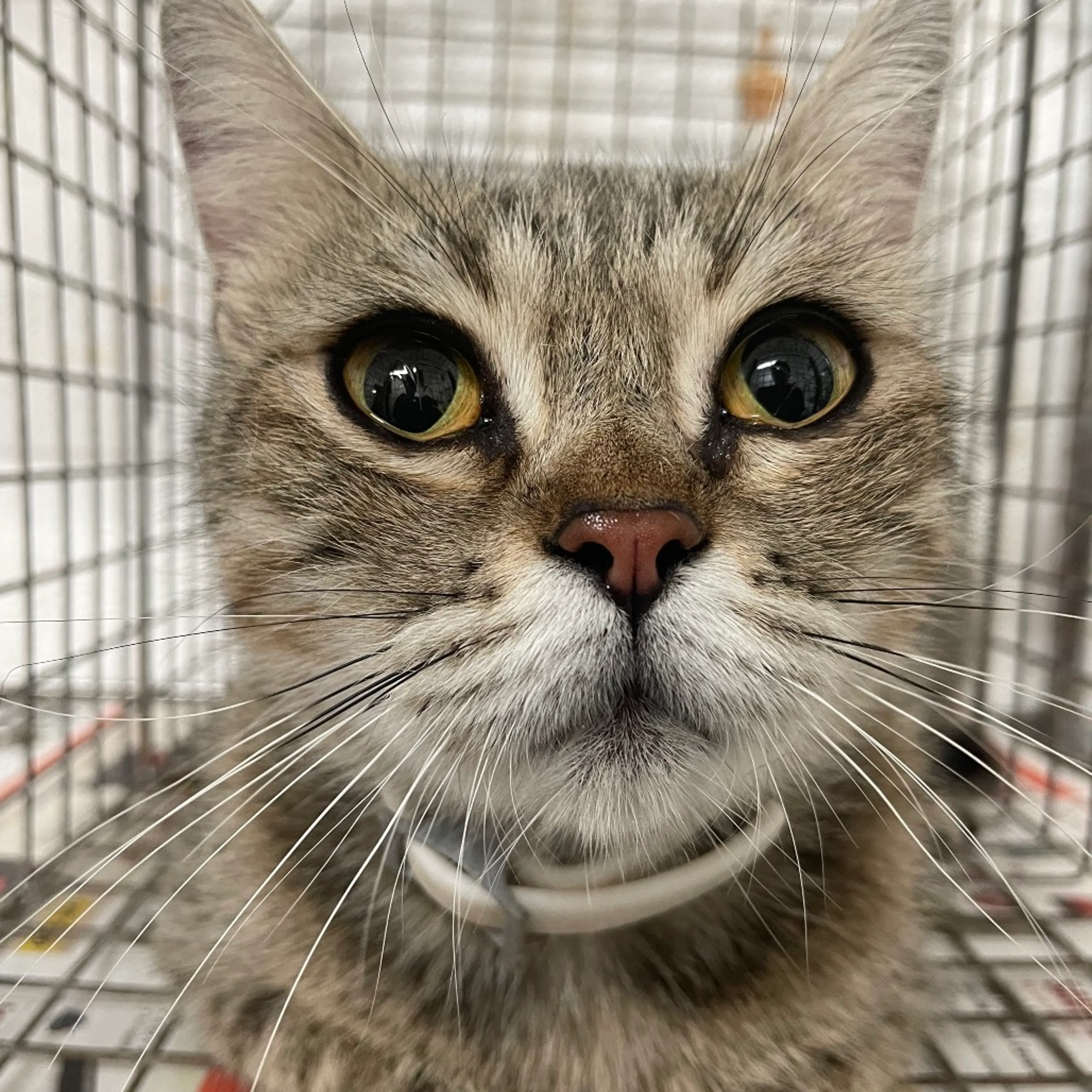 Found pet-1