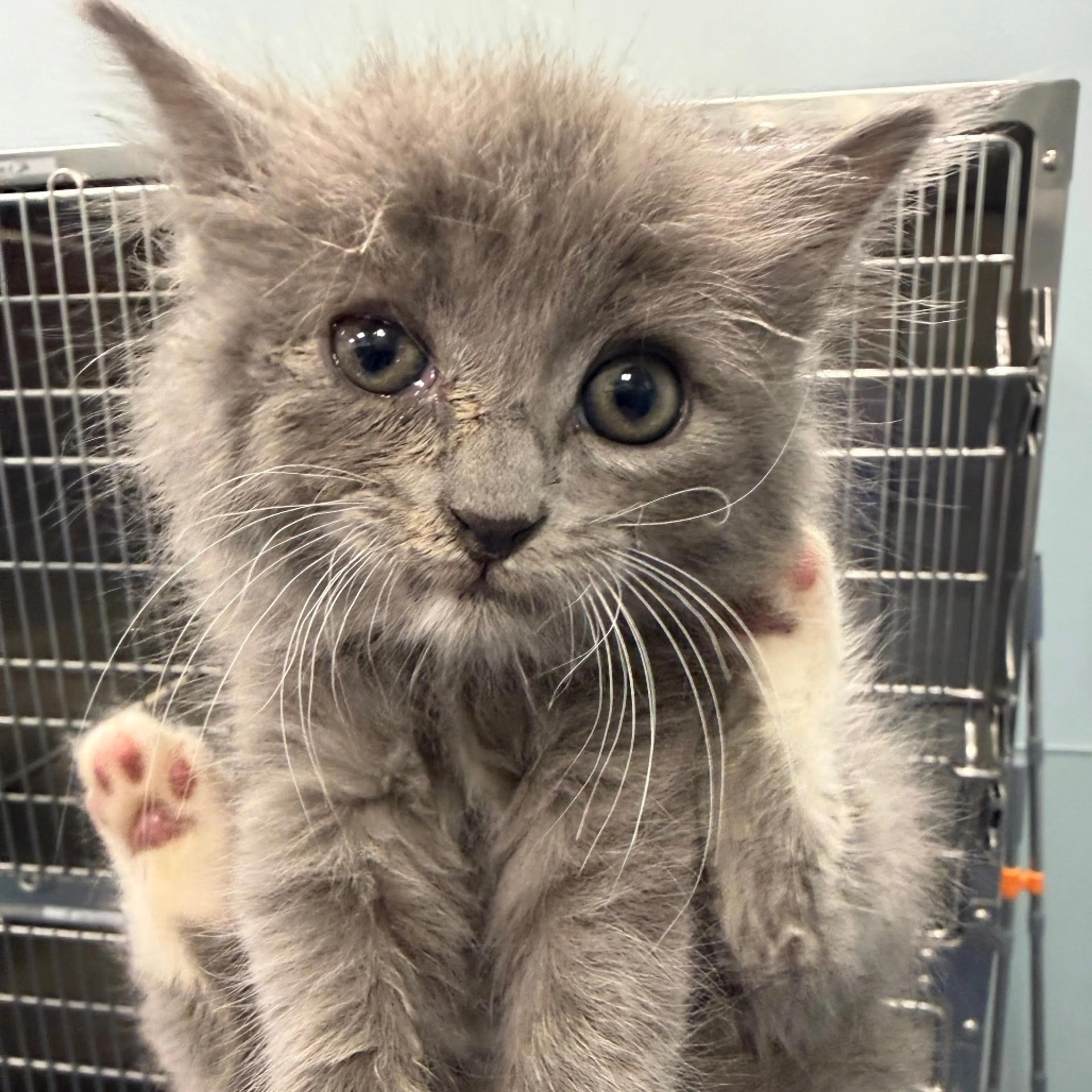 Found pet-1