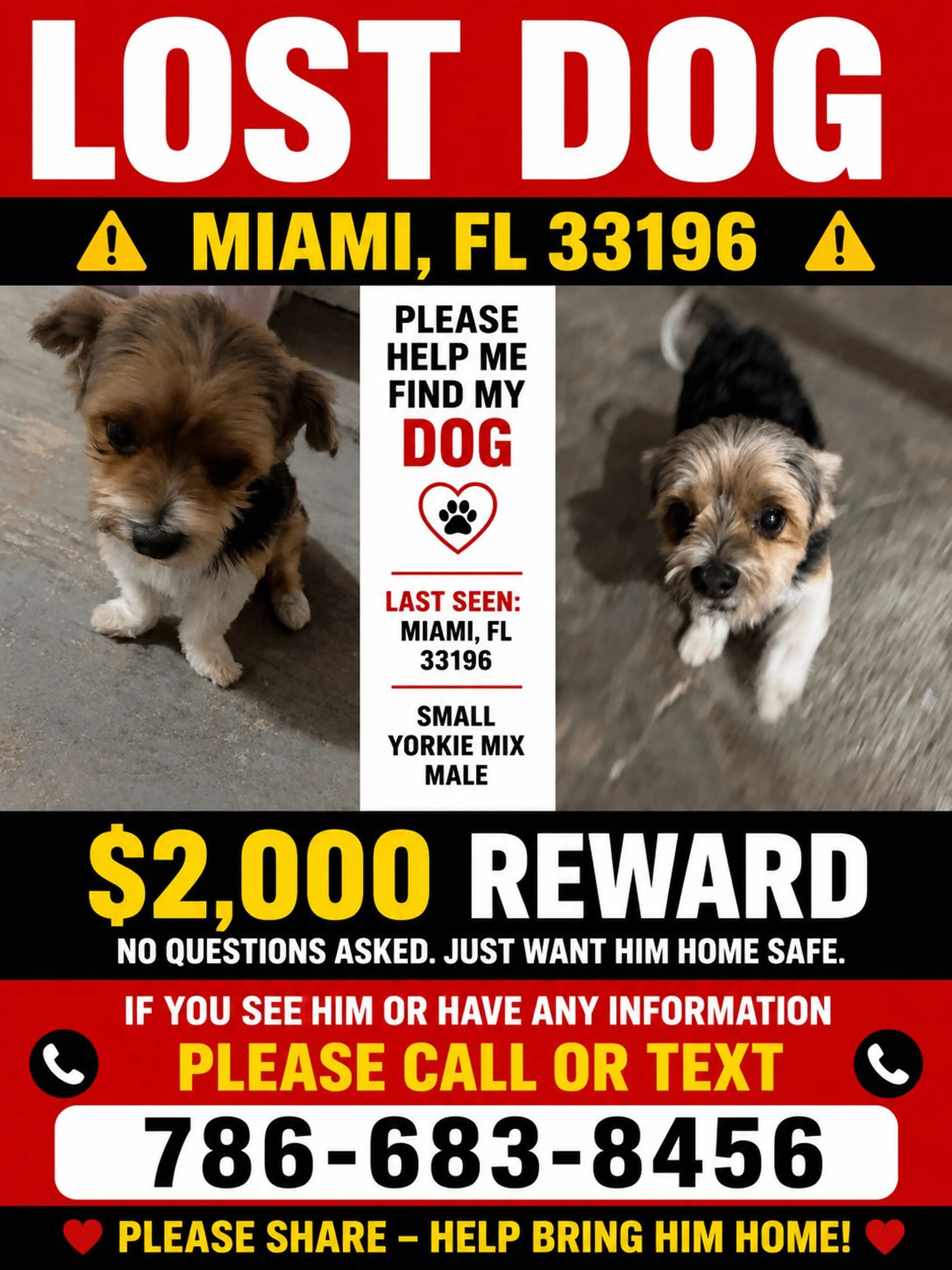 Lost pet