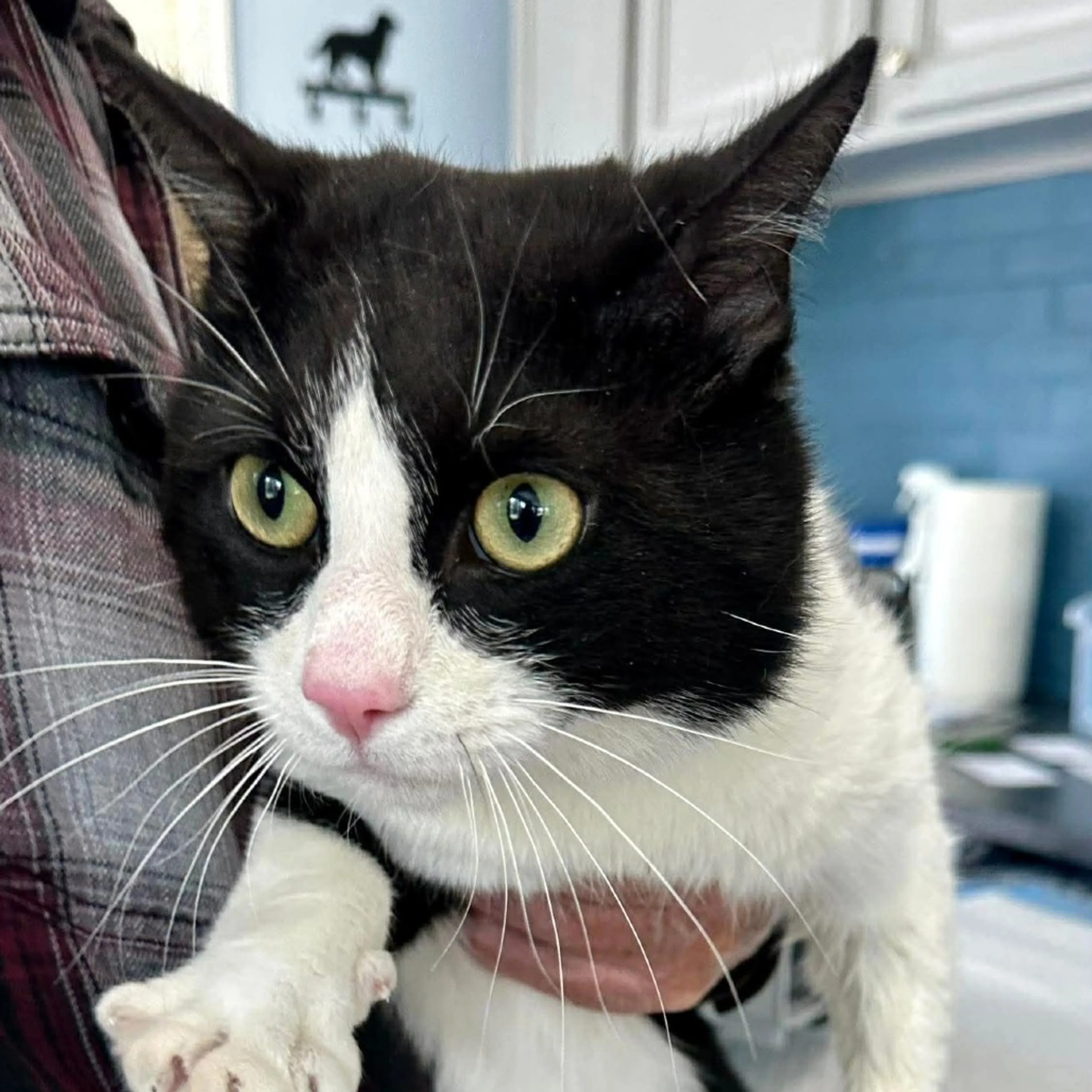 Found pet