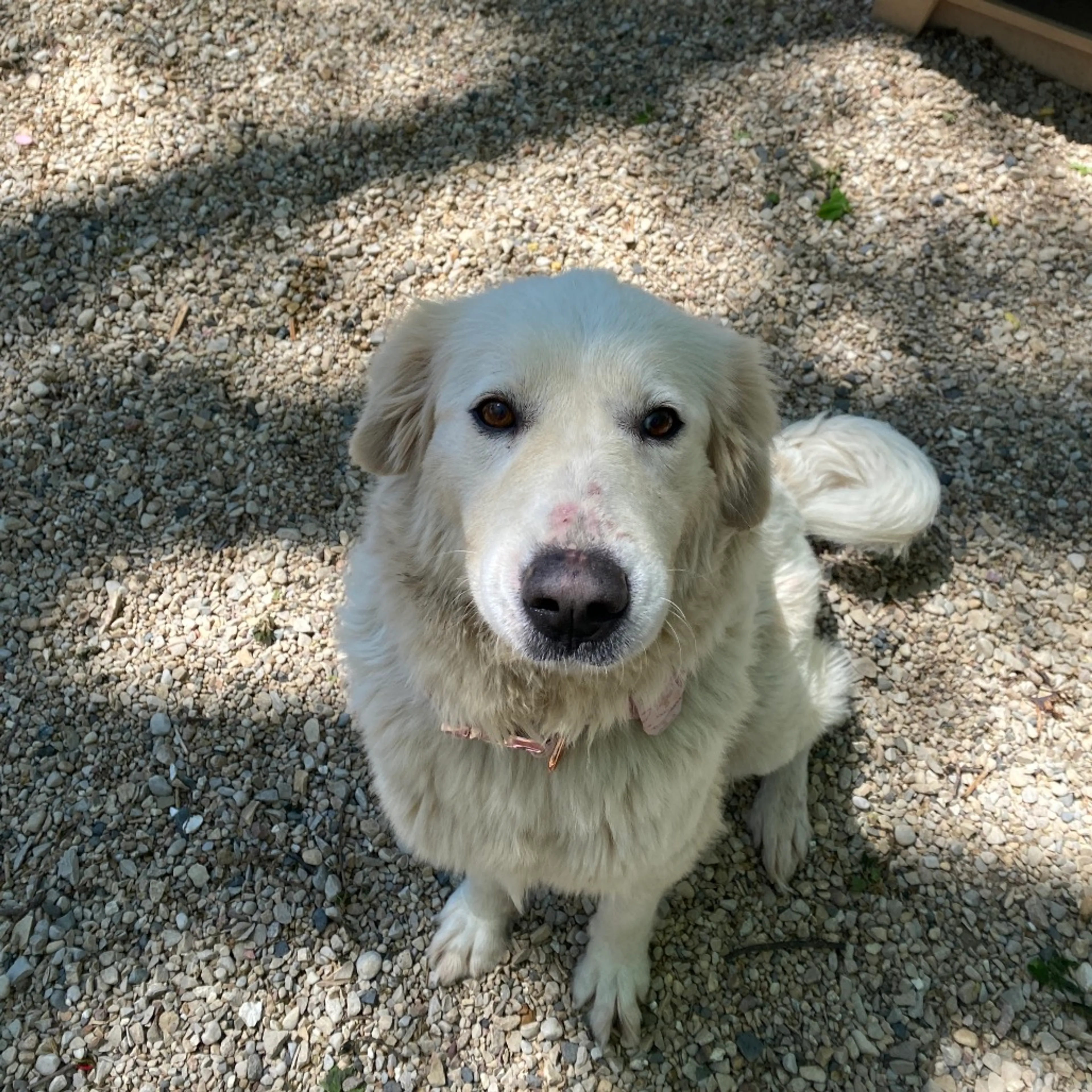 Found pet-0