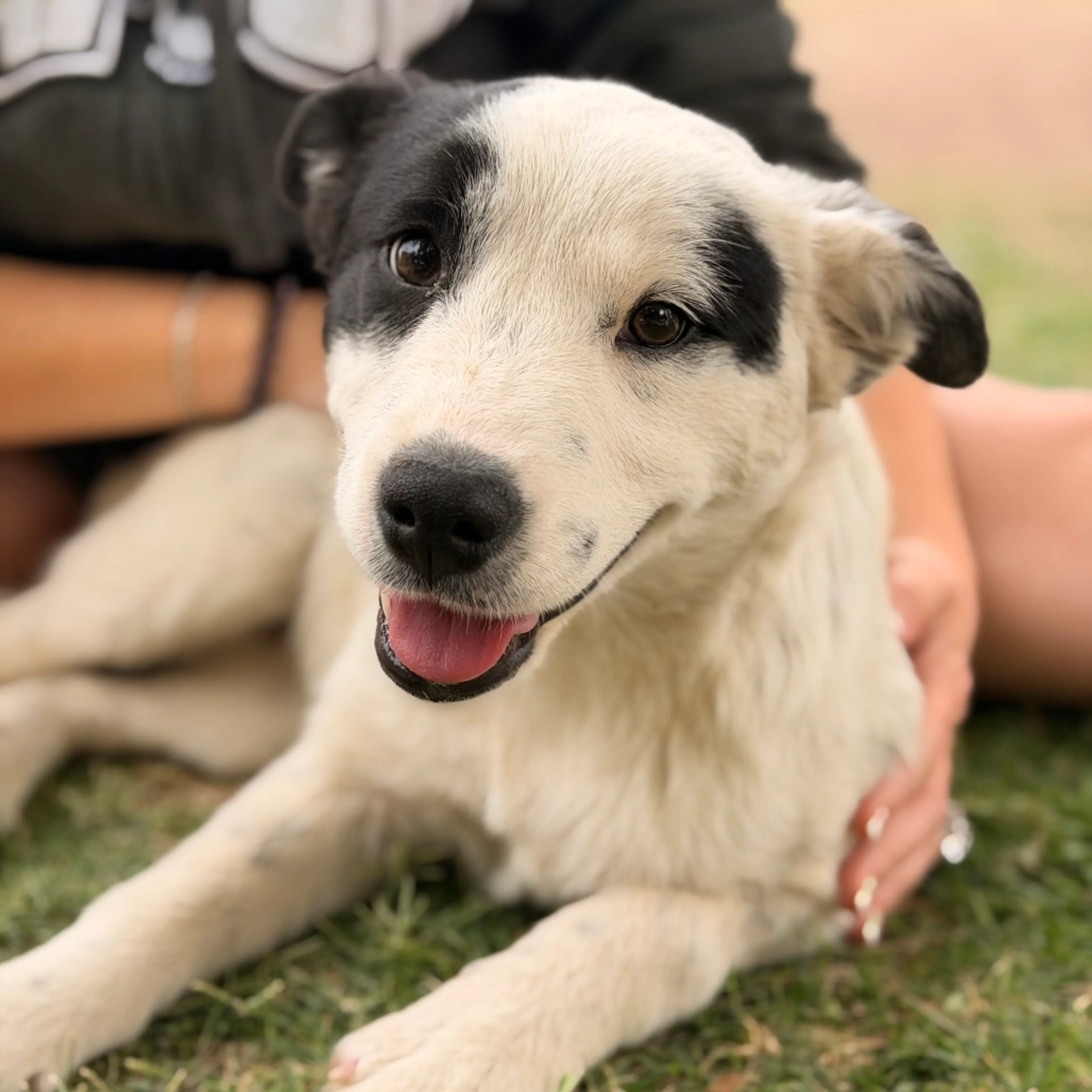 Found pet