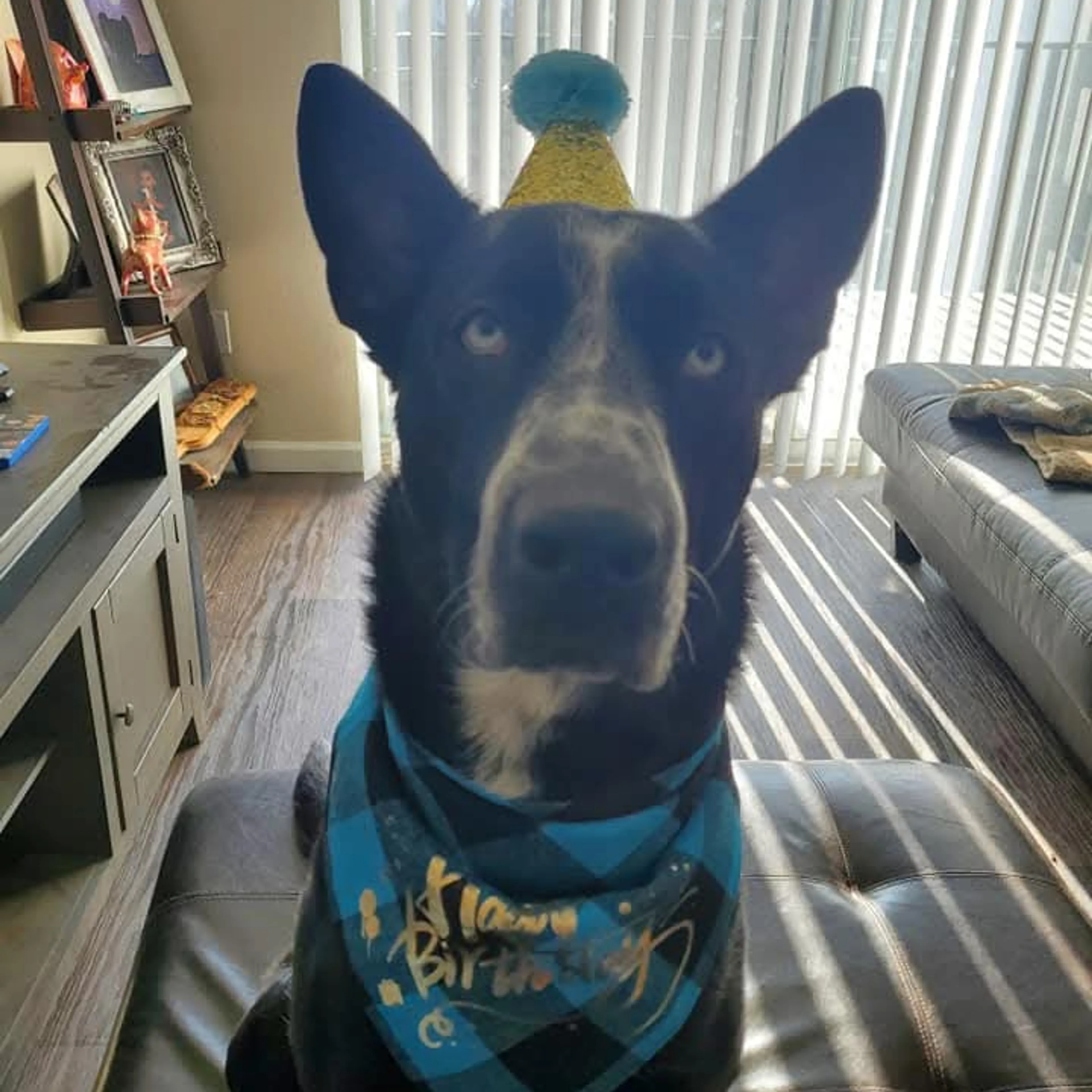 Lost pet-2