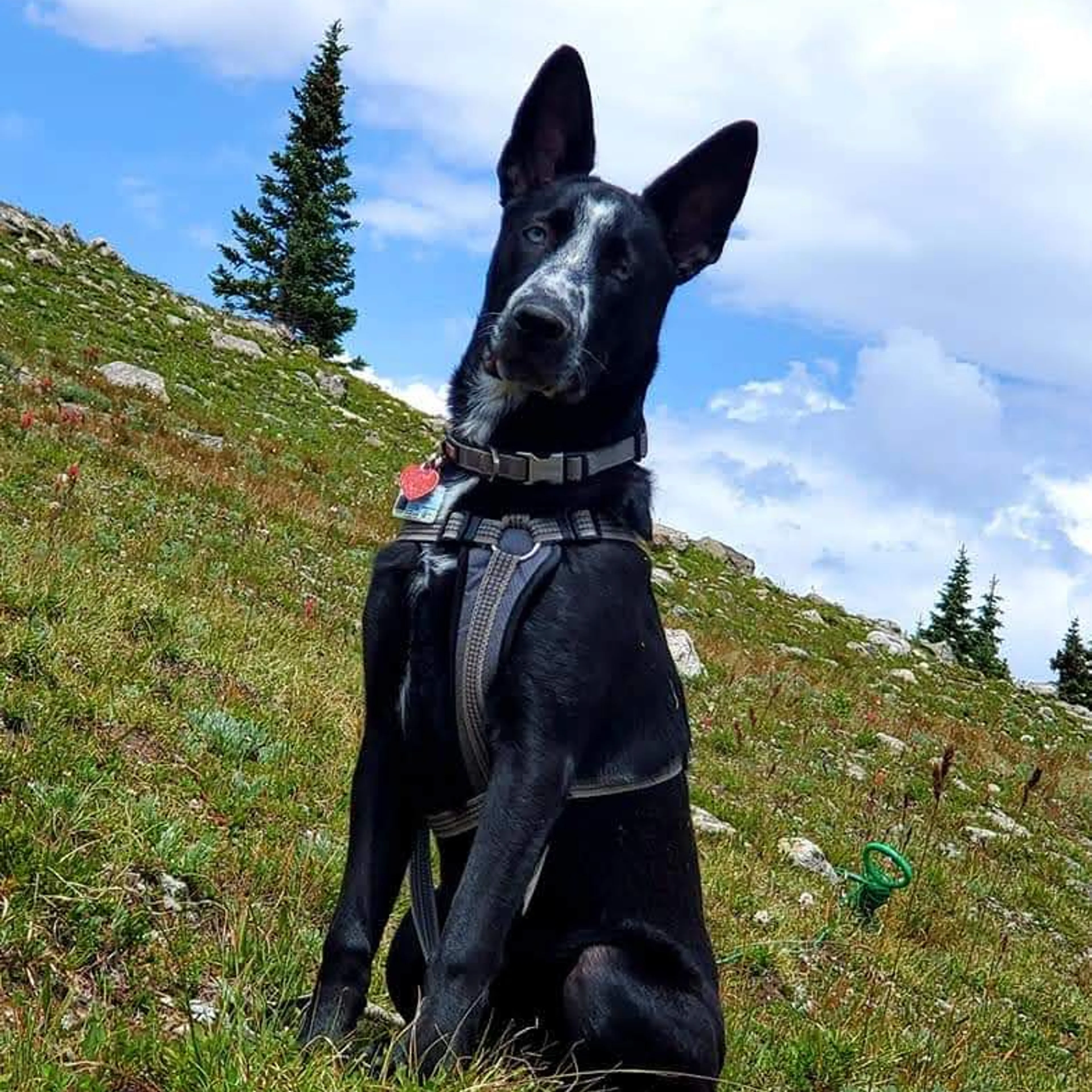 Lost pet-3