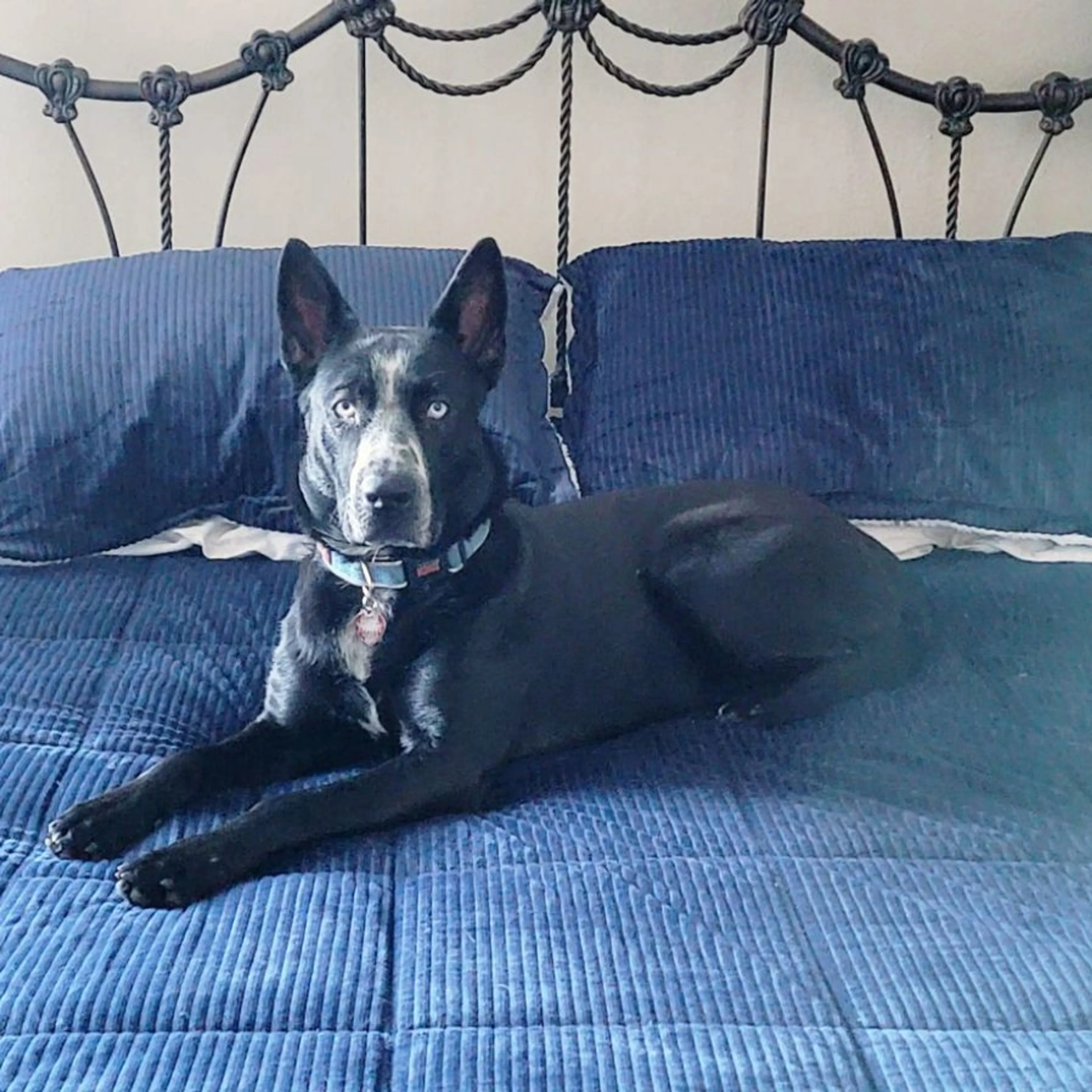 Lost pet-0