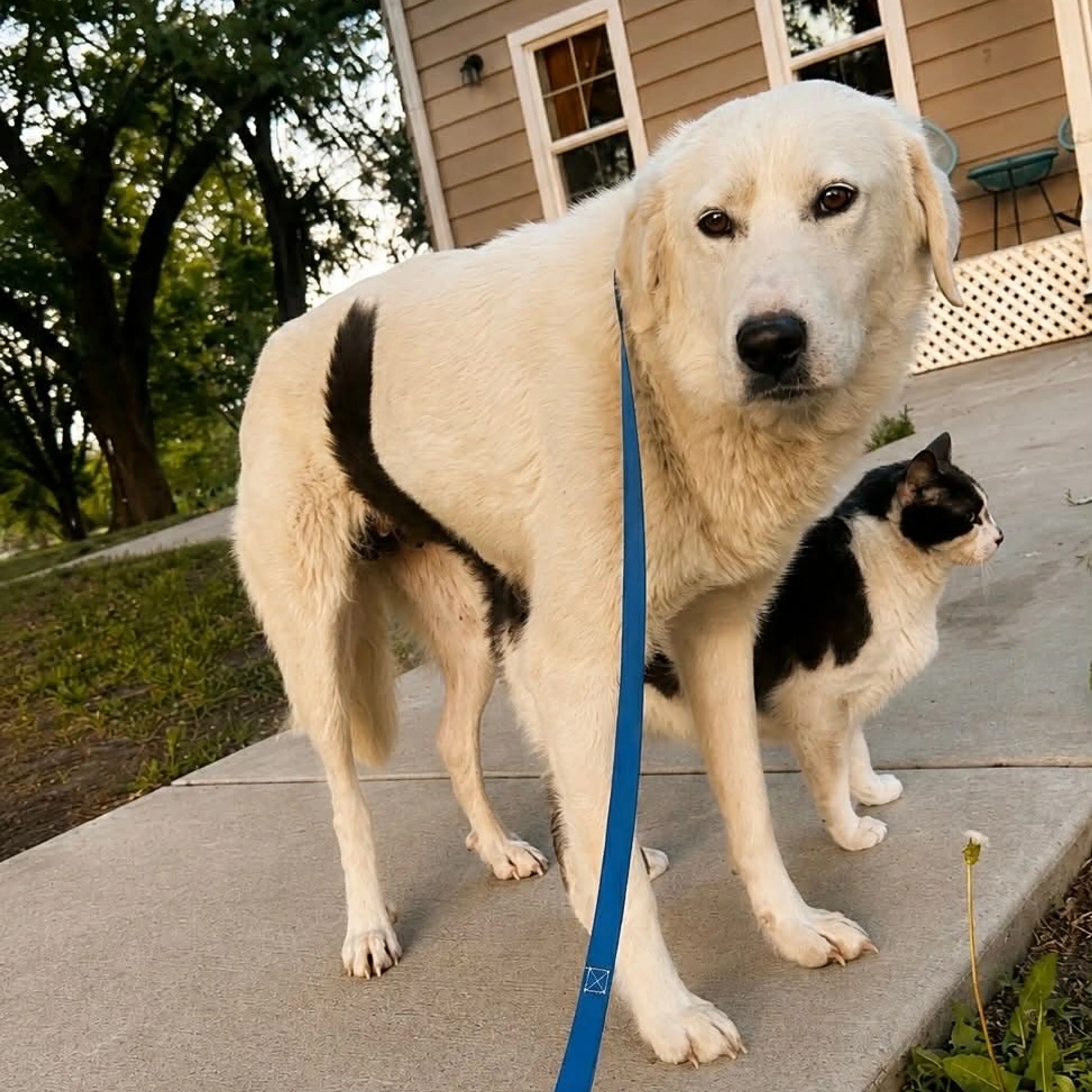 Found pet-1