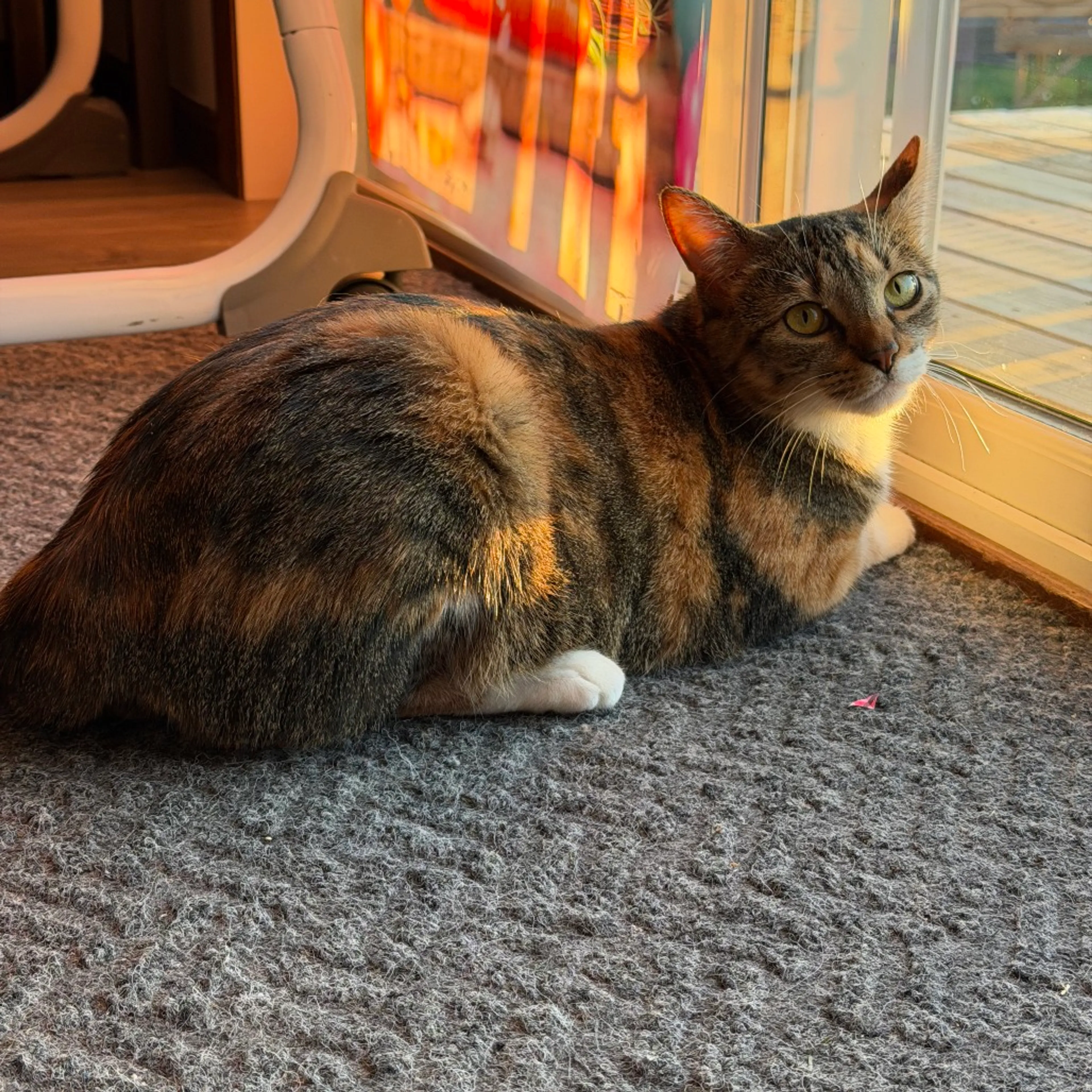 Found pet