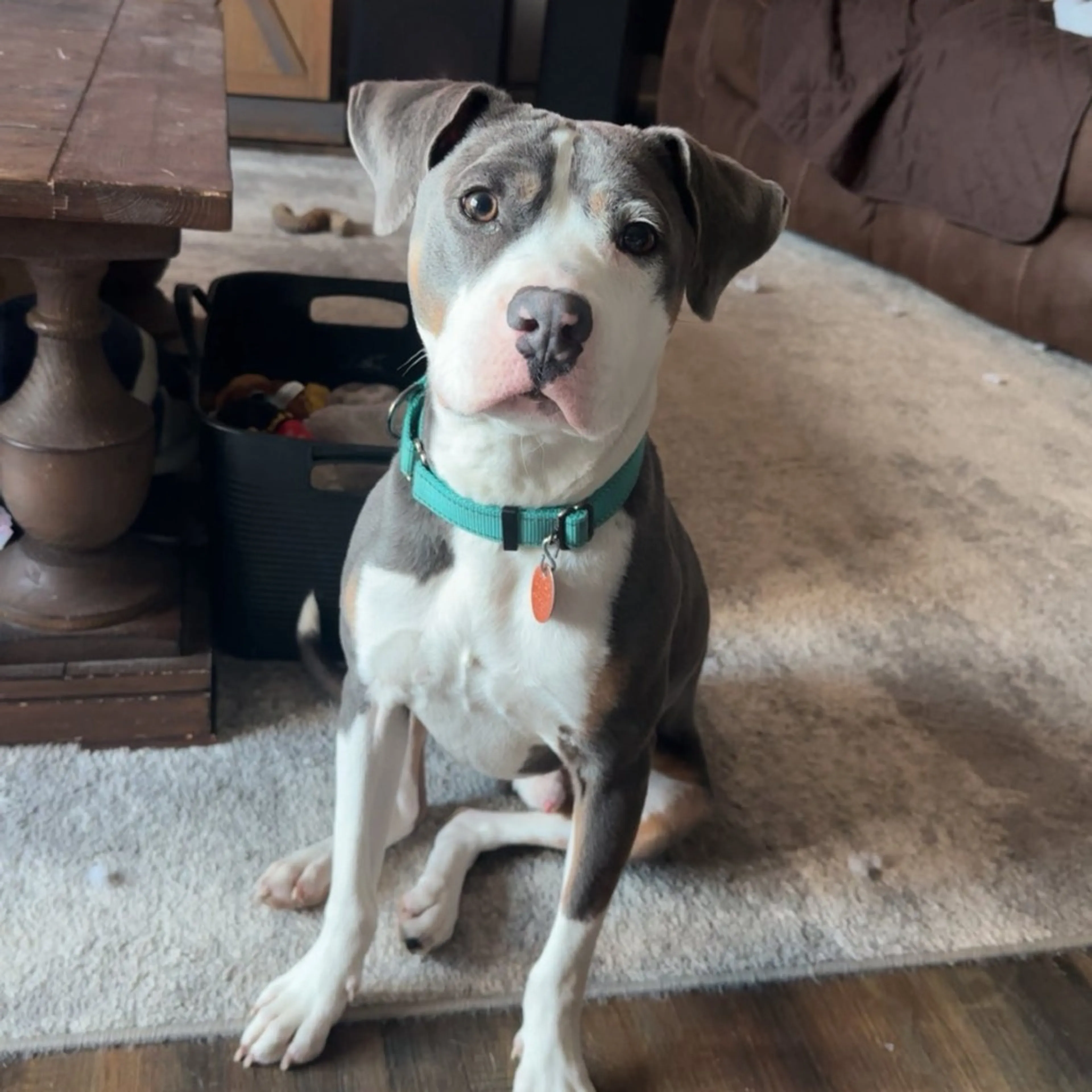 Found pet-1