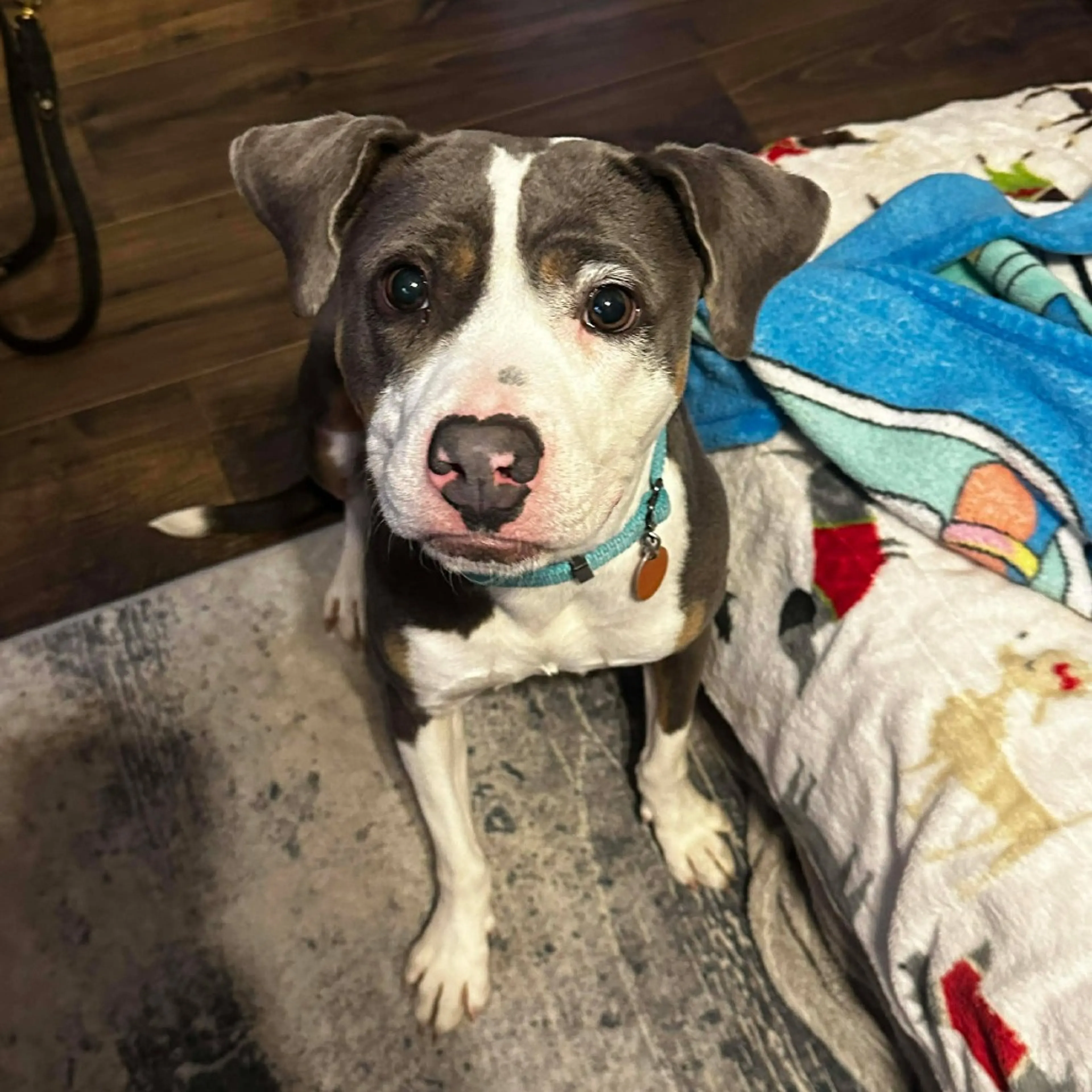 Found pet-2