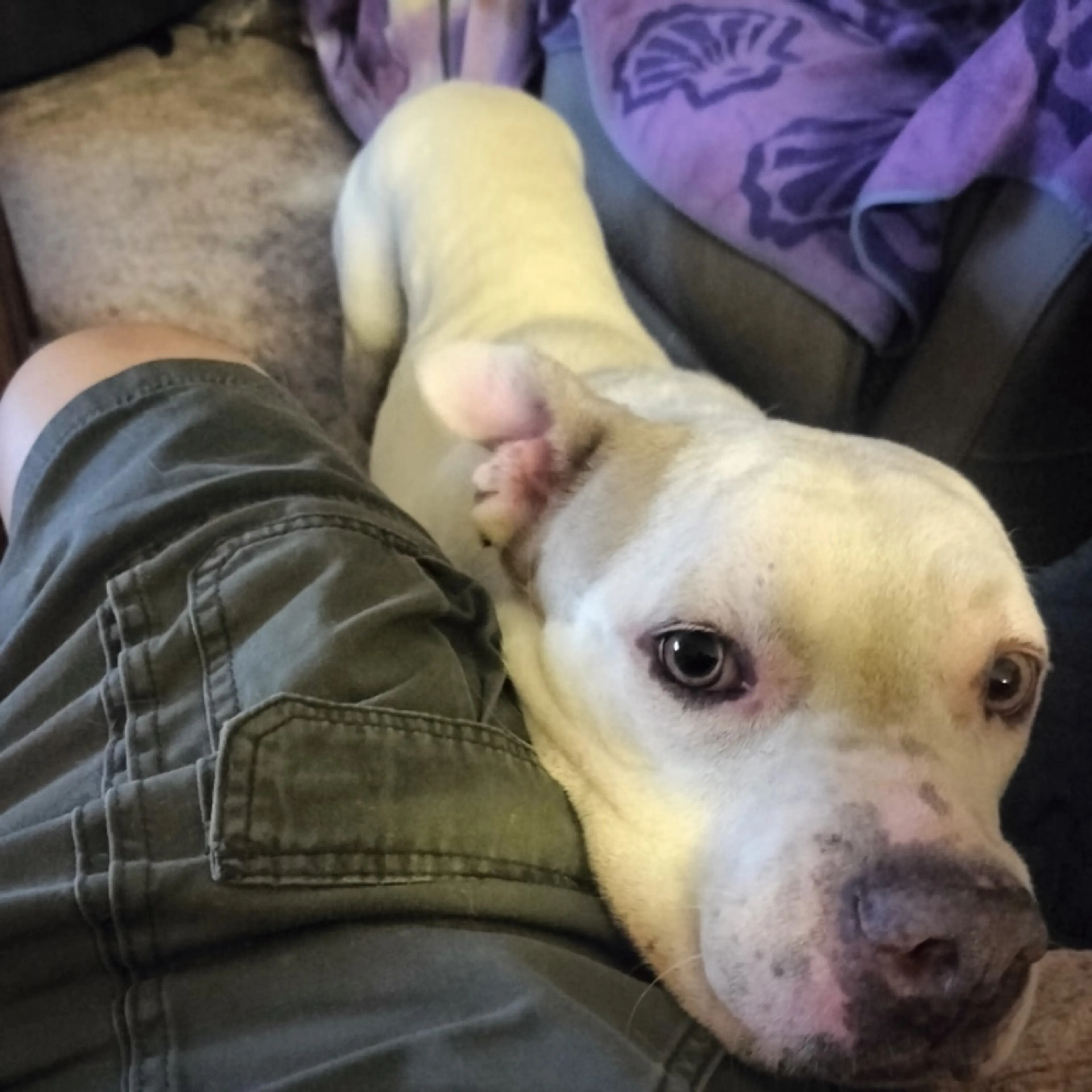 Found pet