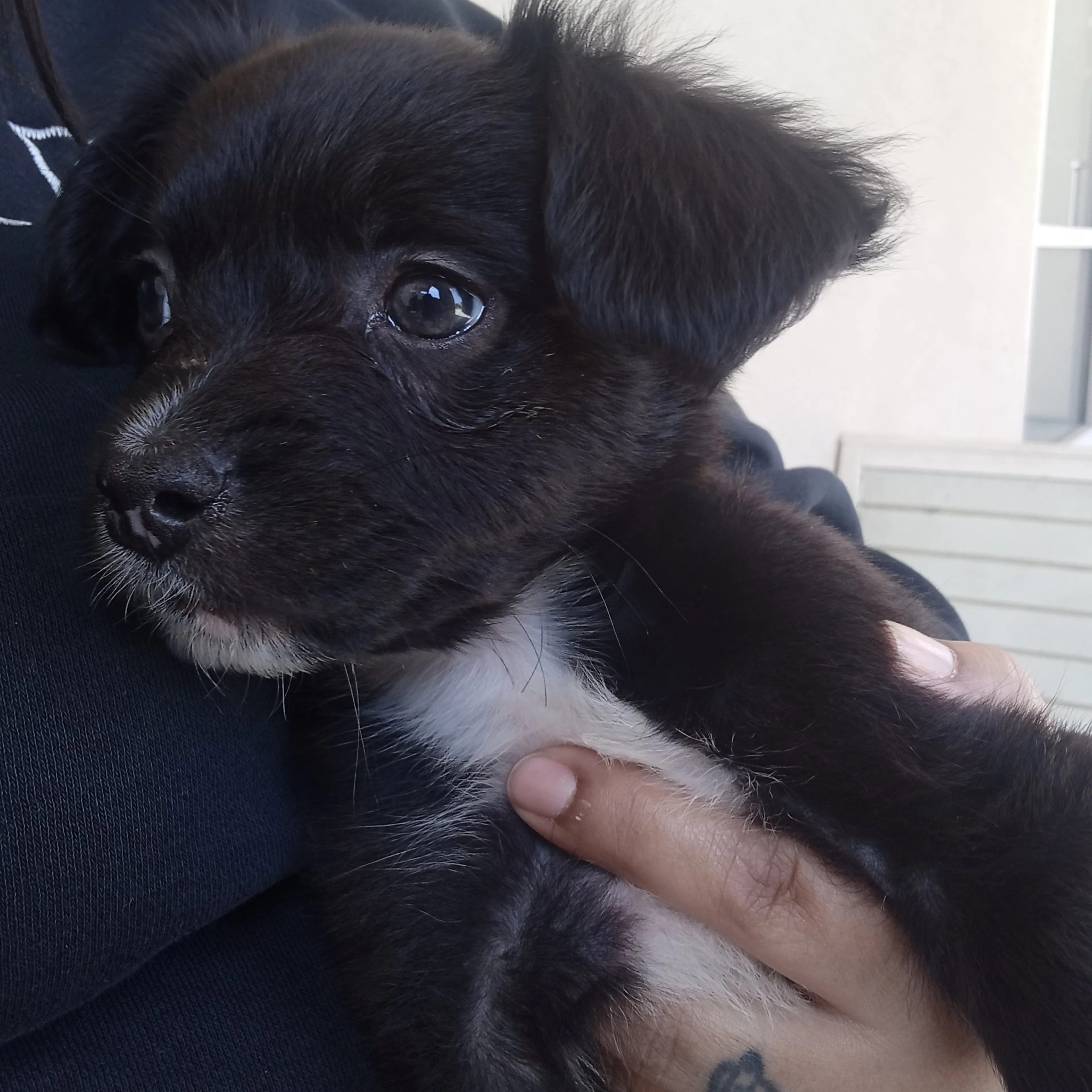 Lost pet-2
