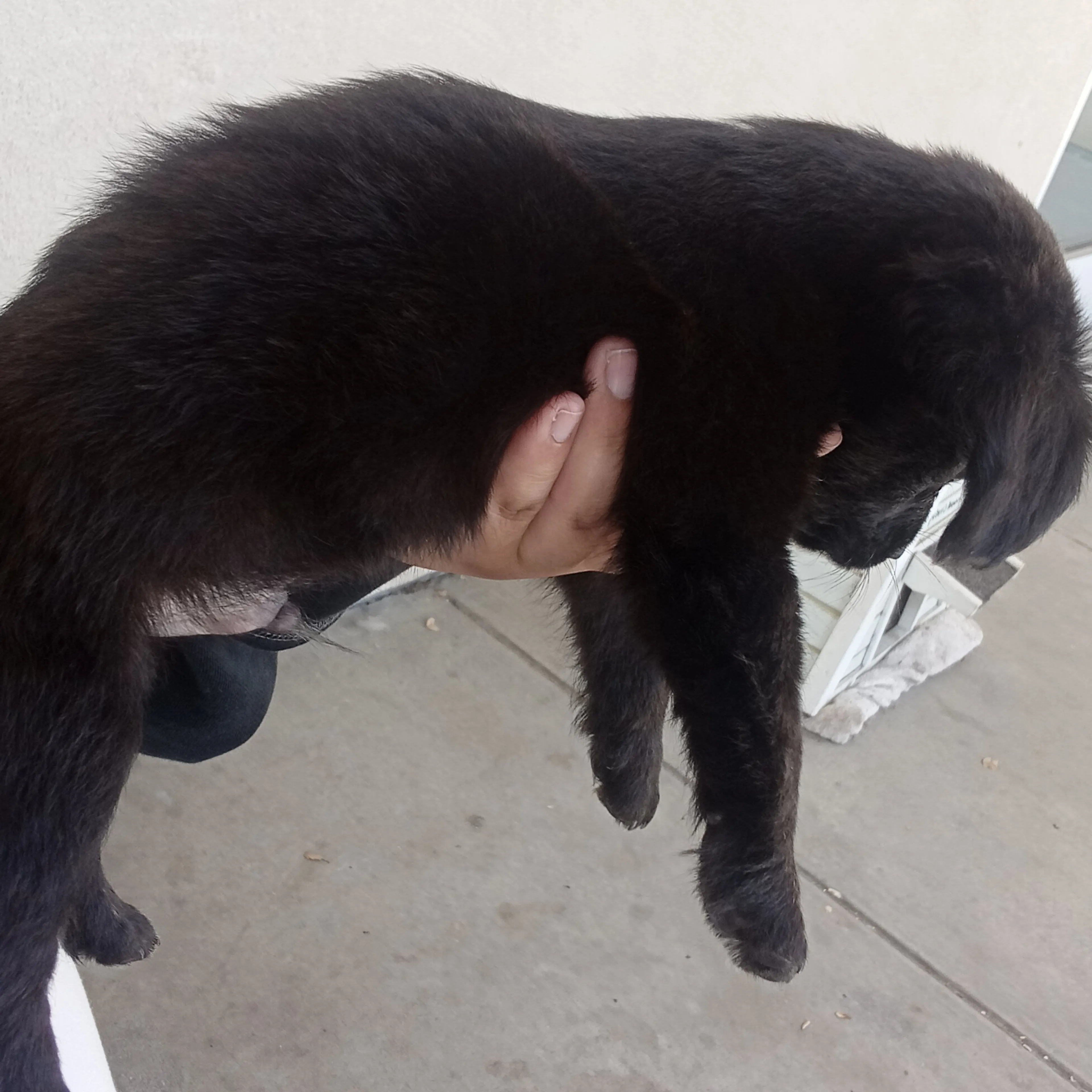 Lost pet-1
