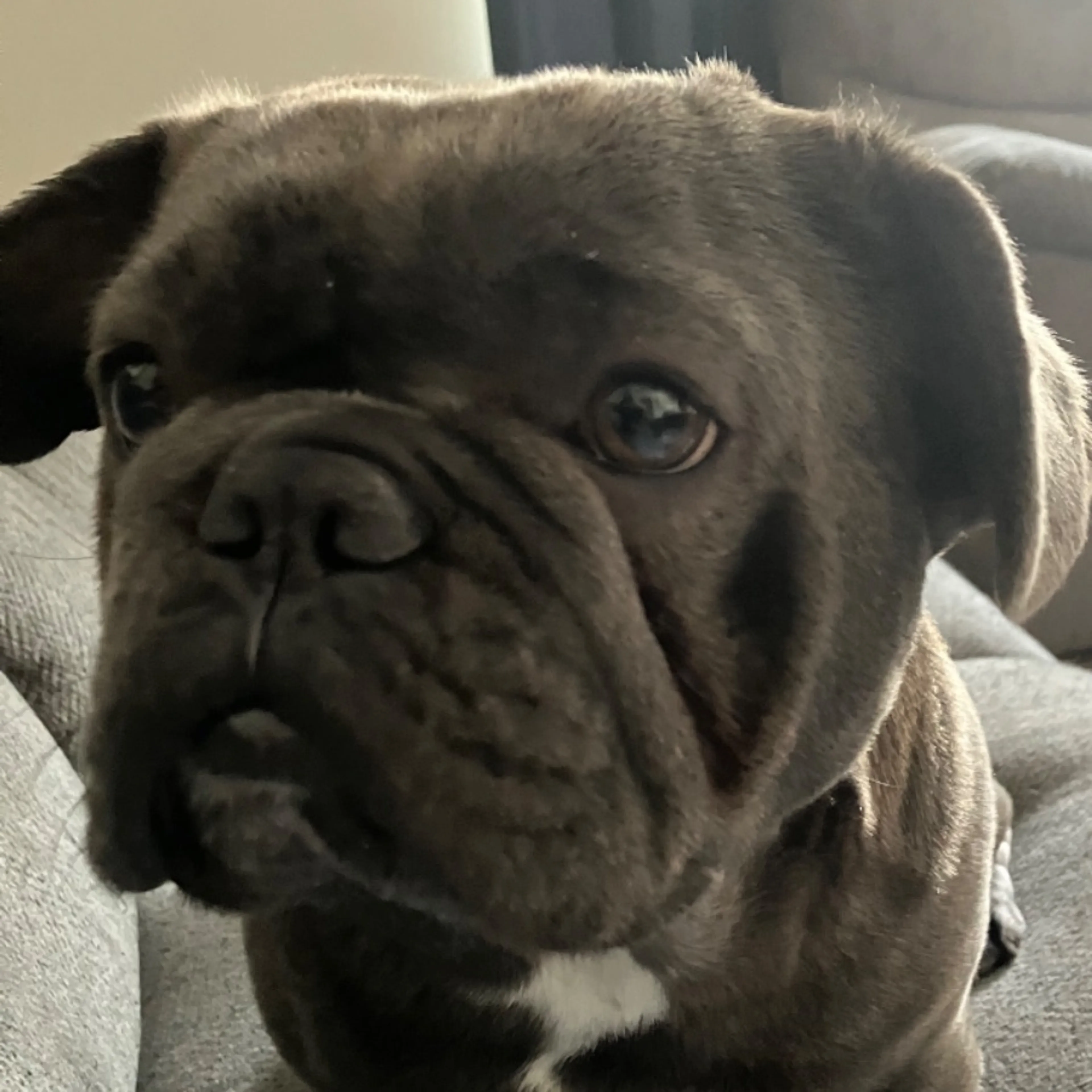 Lost pet