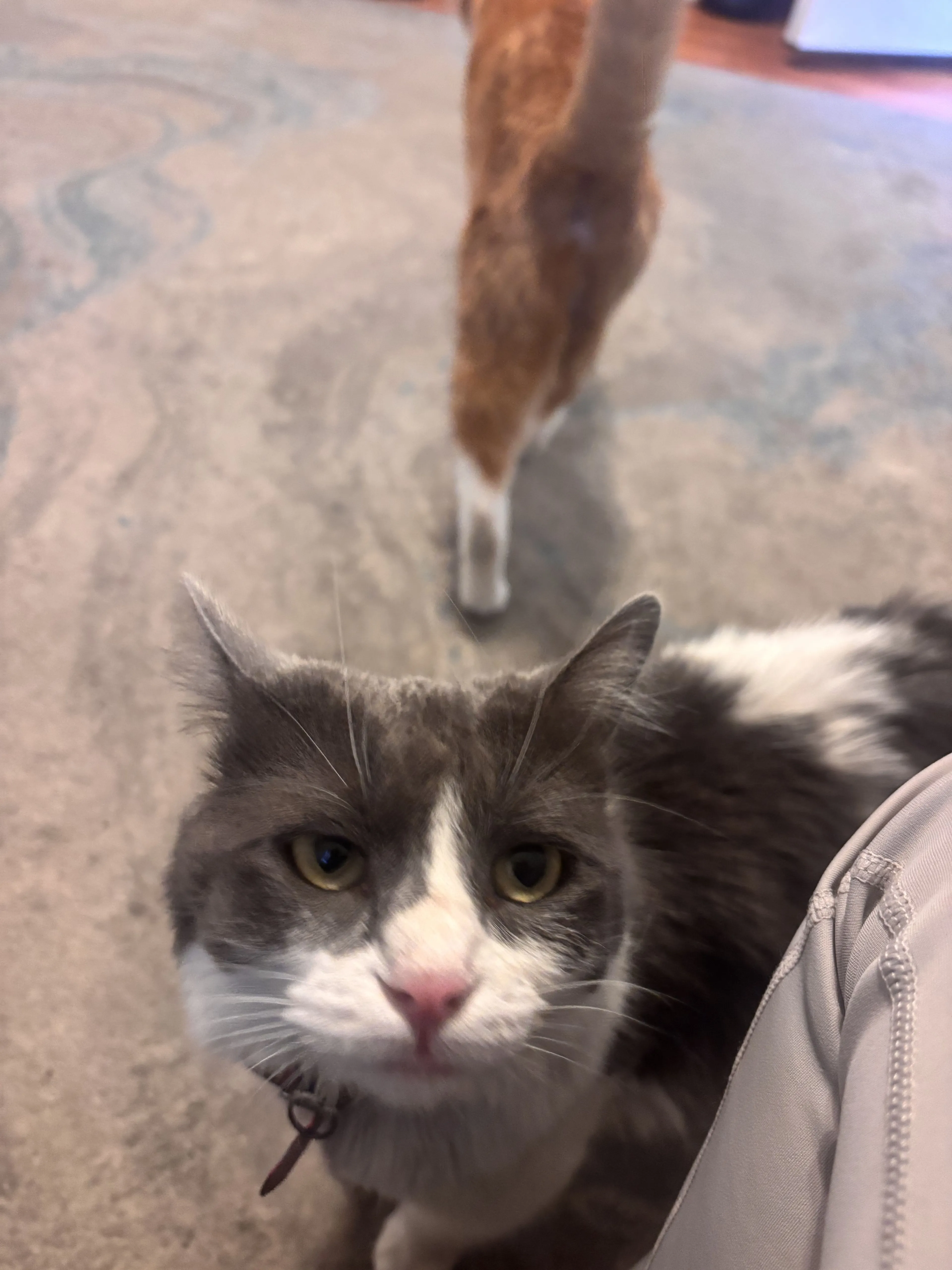 Lost pet