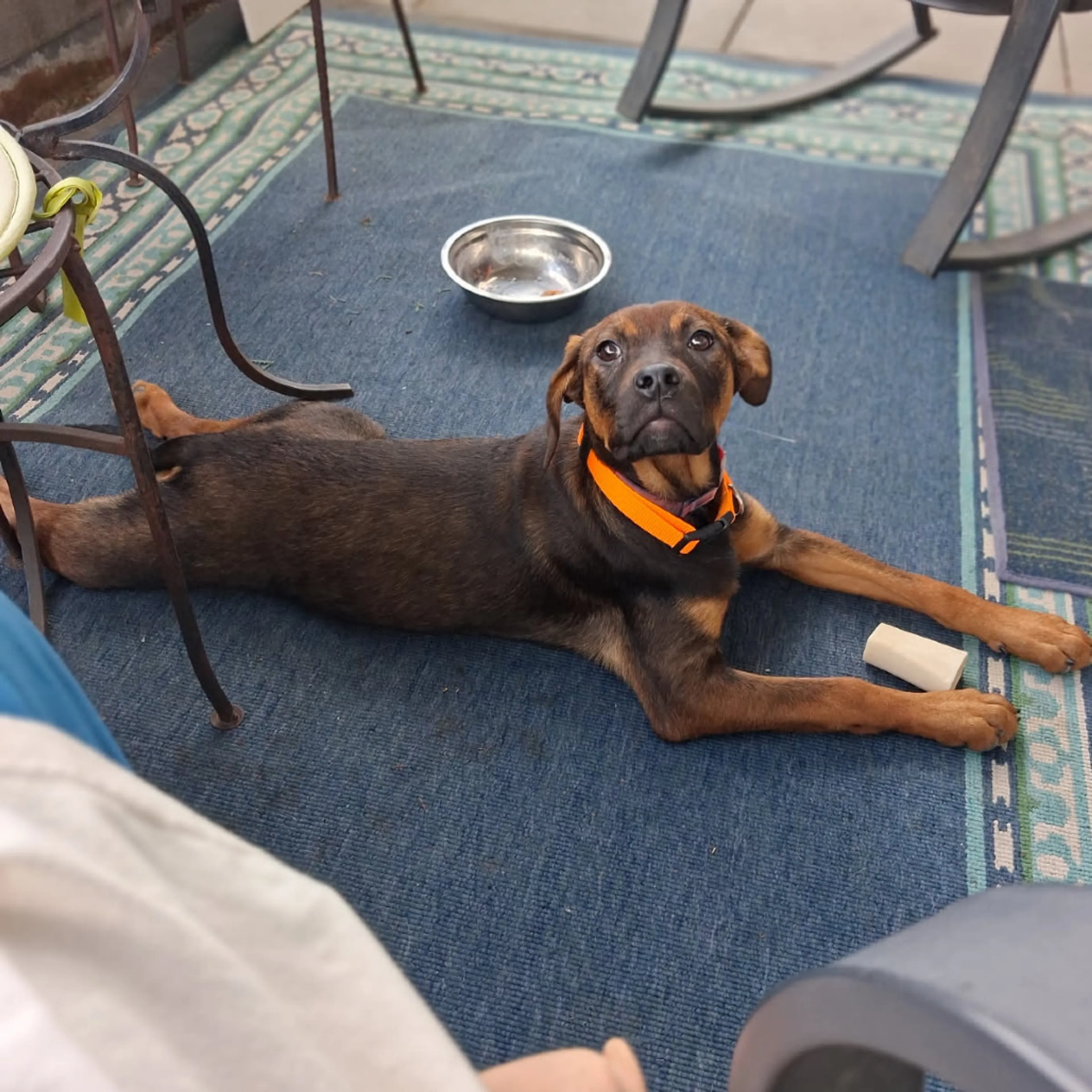Found pet-3