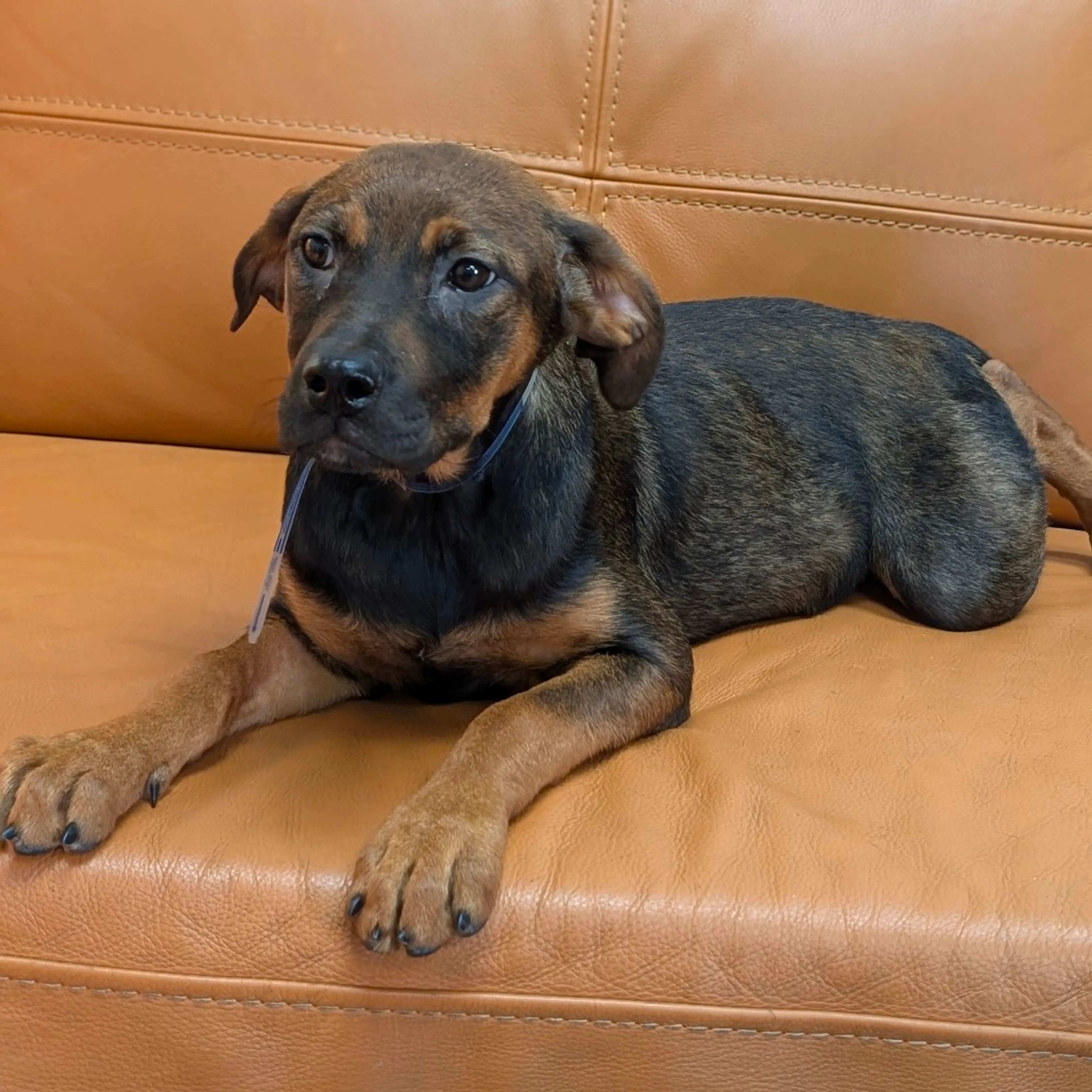 Found pet-2