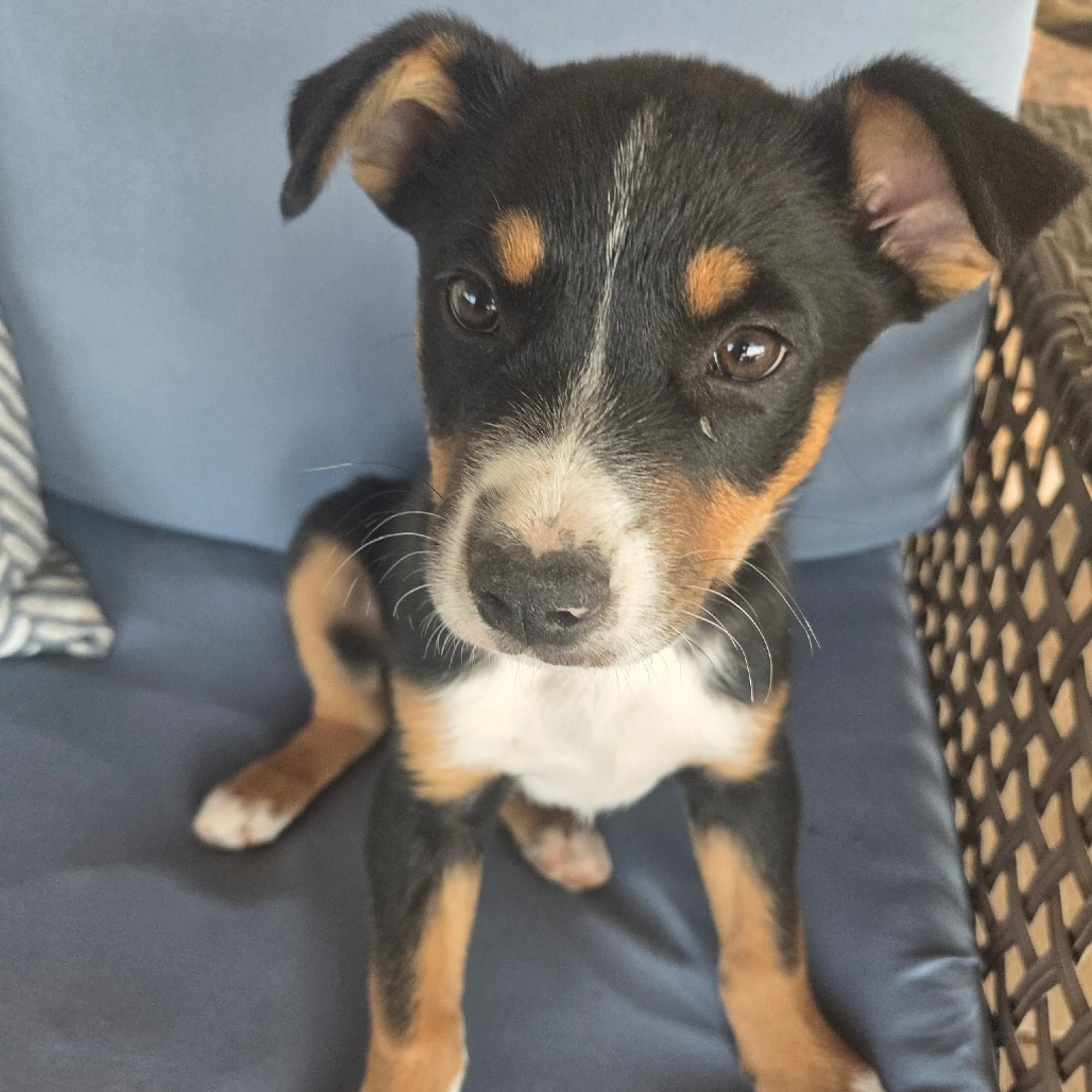 Found pet-2