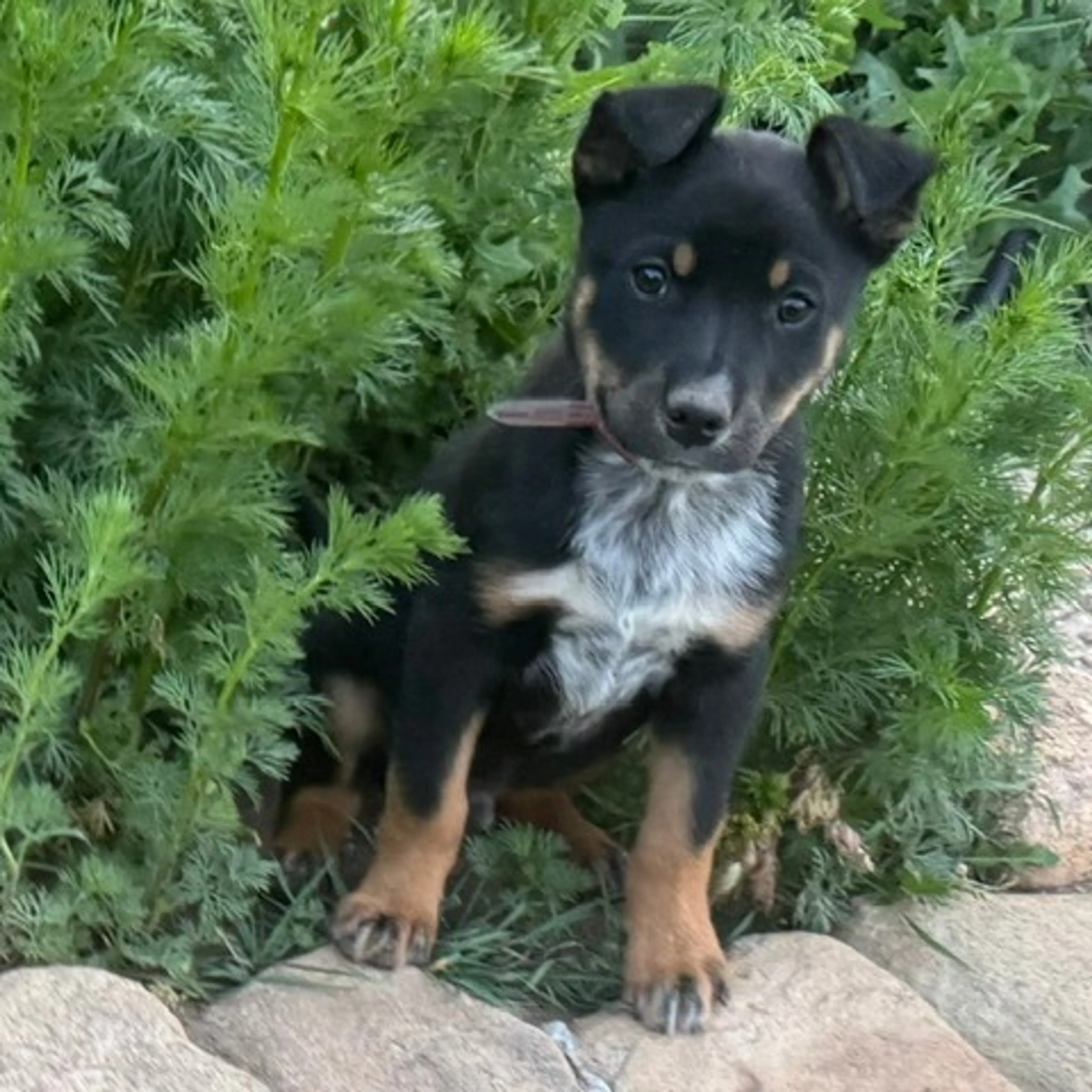Found pet-0