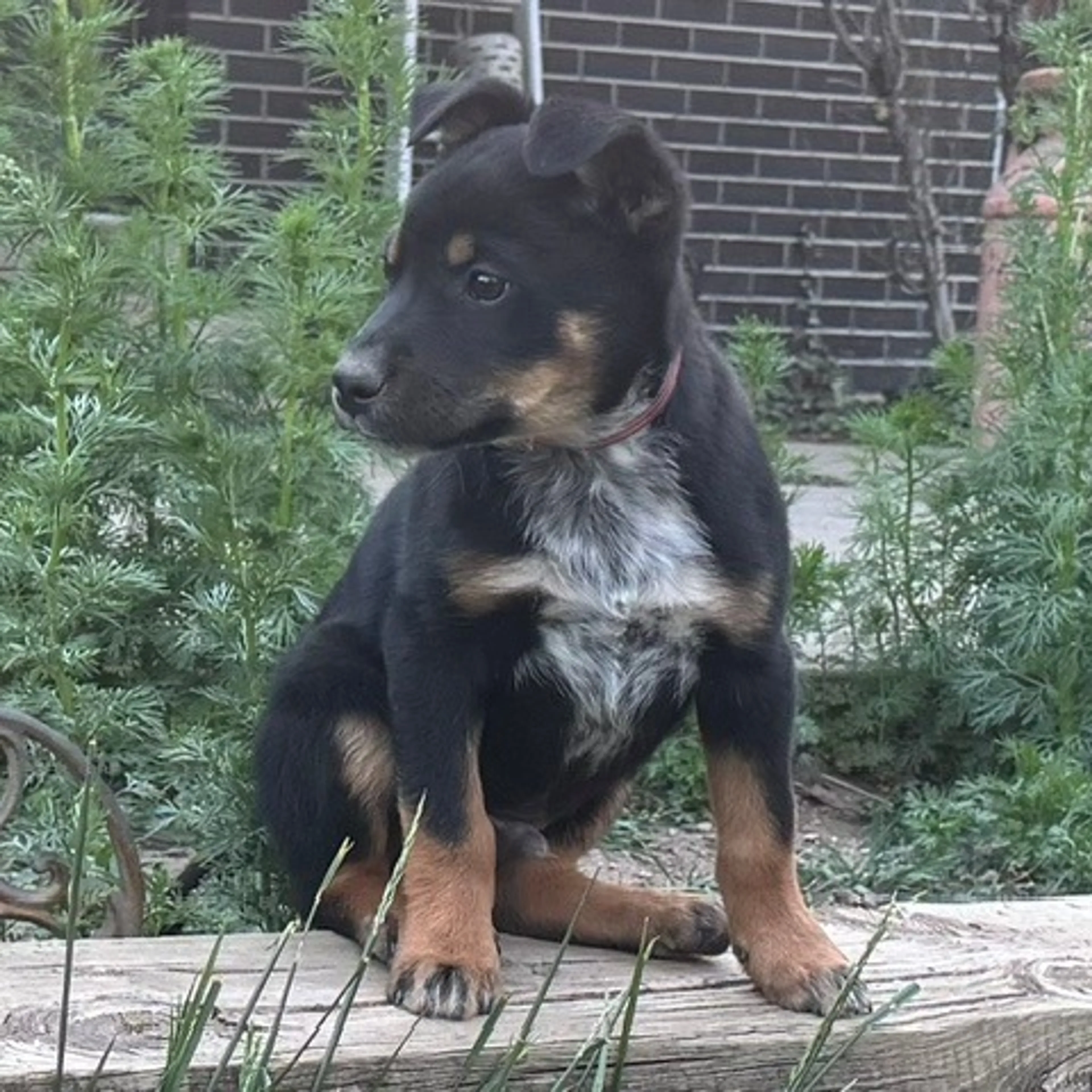 Found pet-2