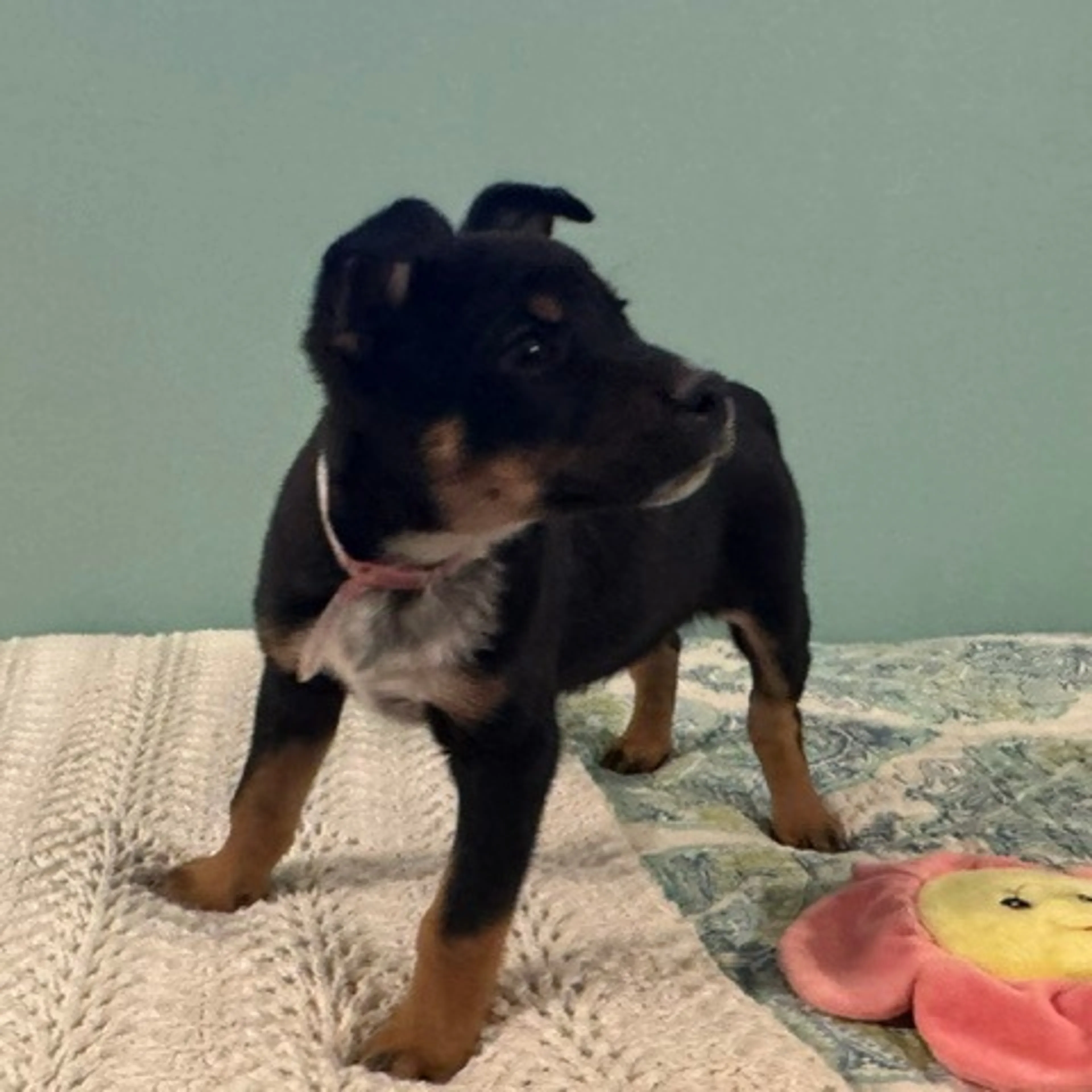 Found pet-3
