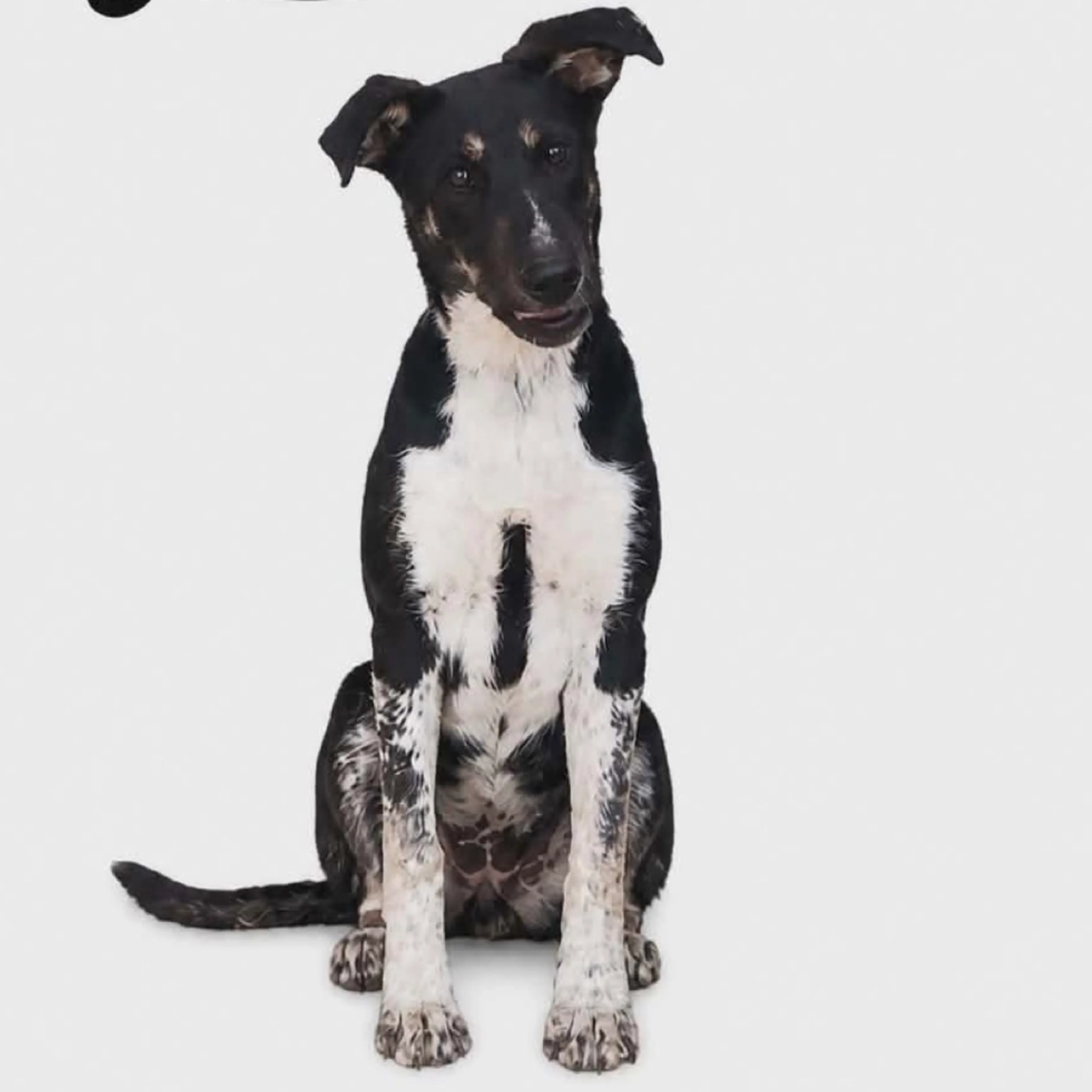 Found pet-1