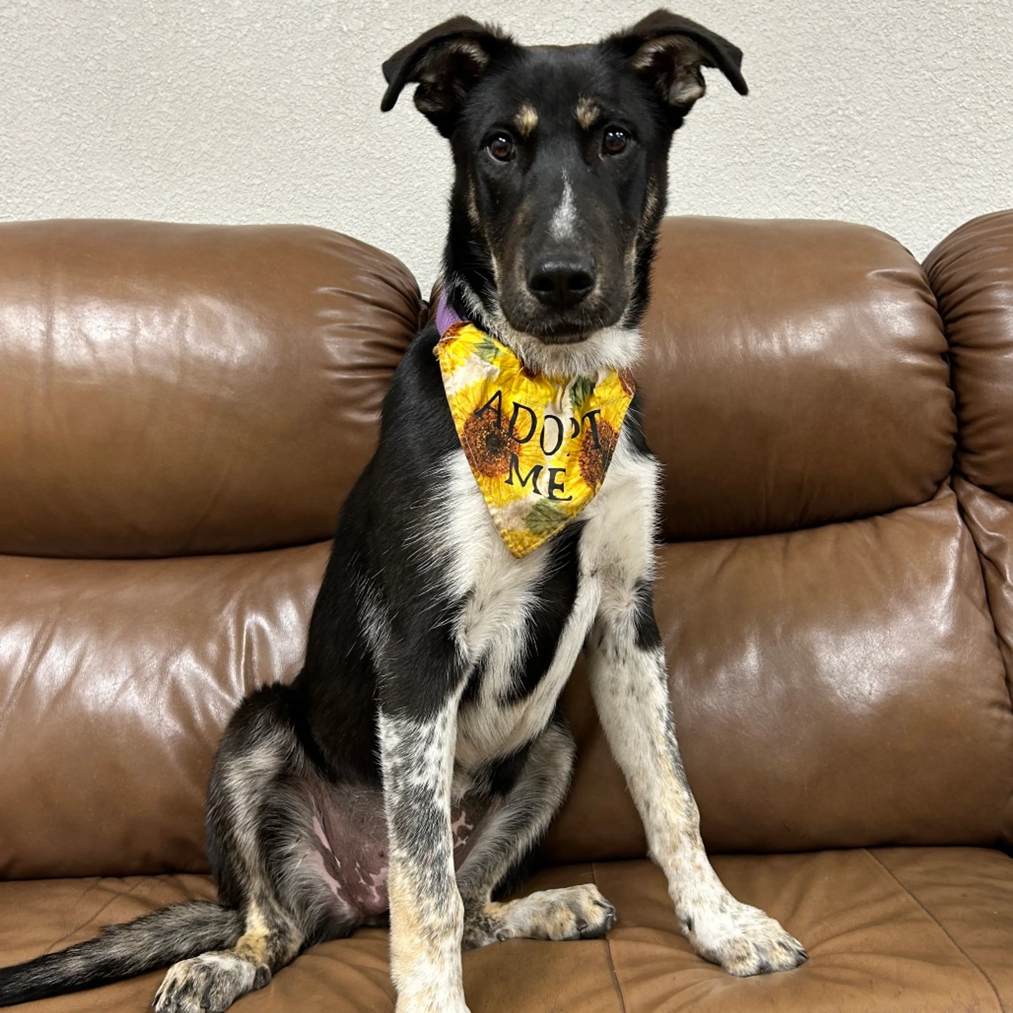 Found pet-6