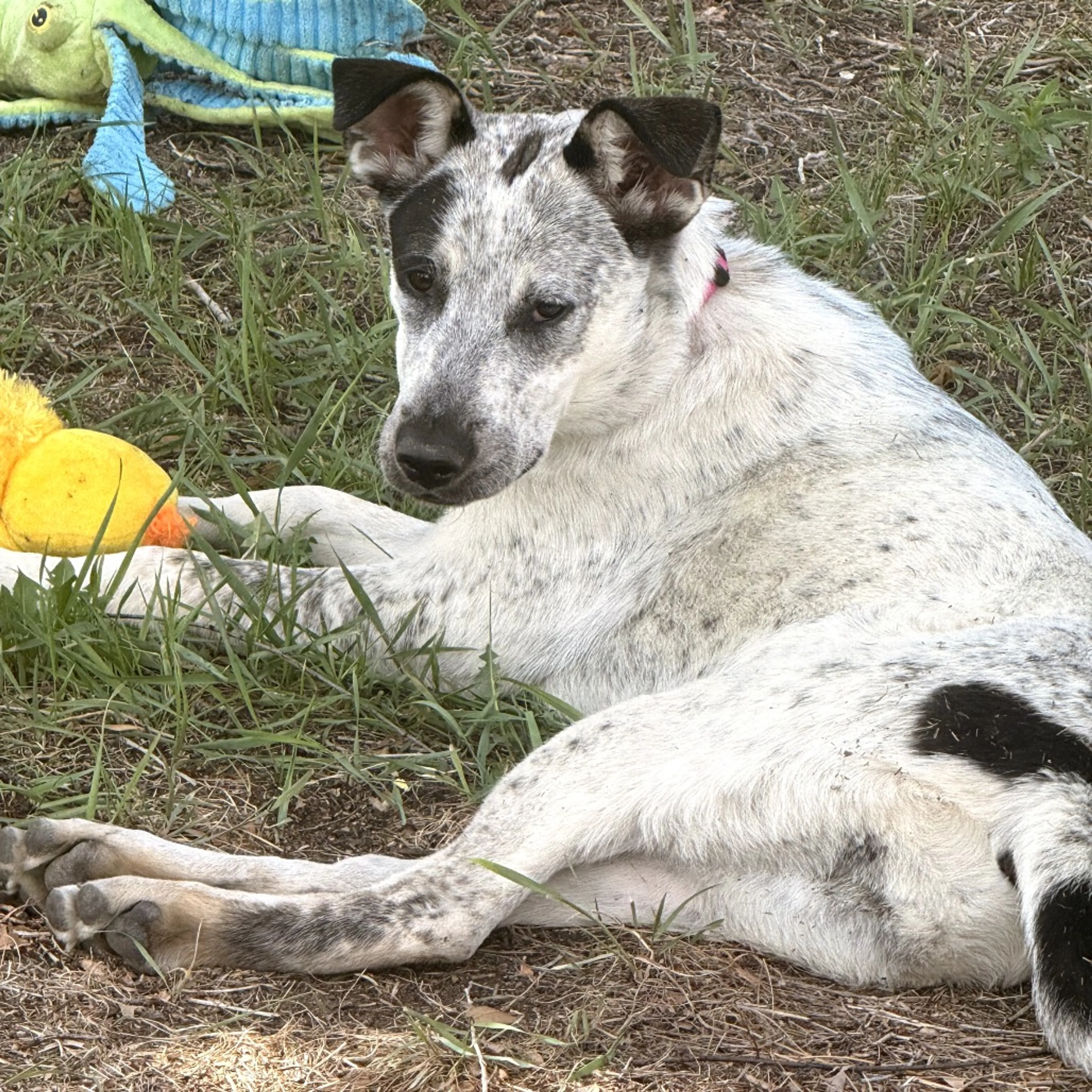 Found pet-2