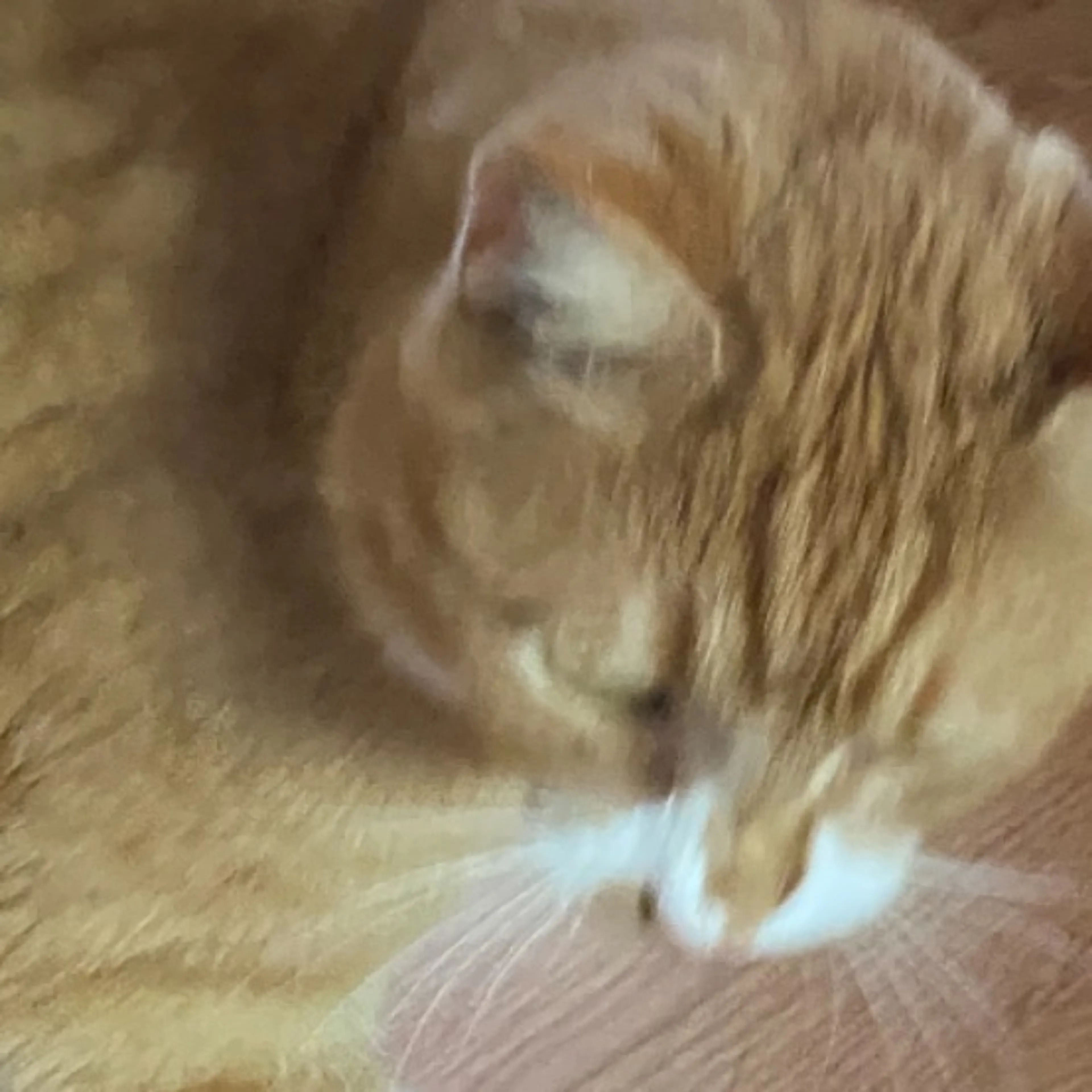 Lost pet