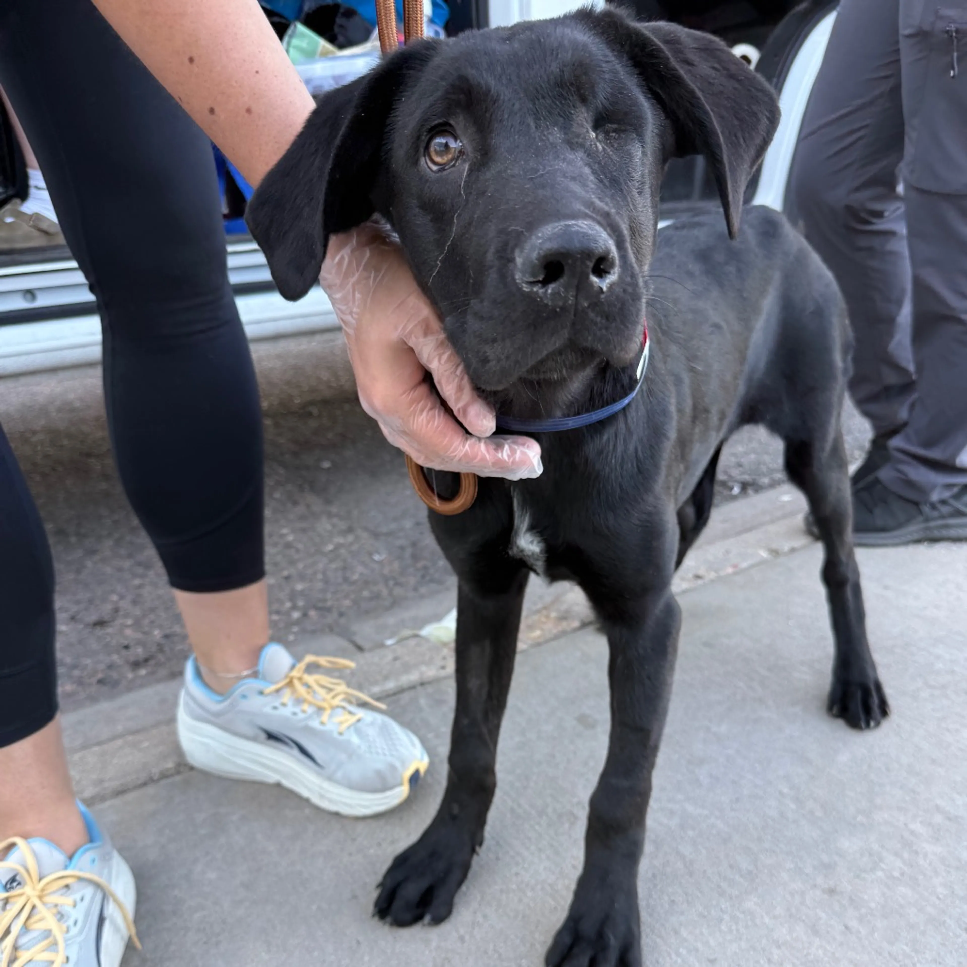 Found pet-4