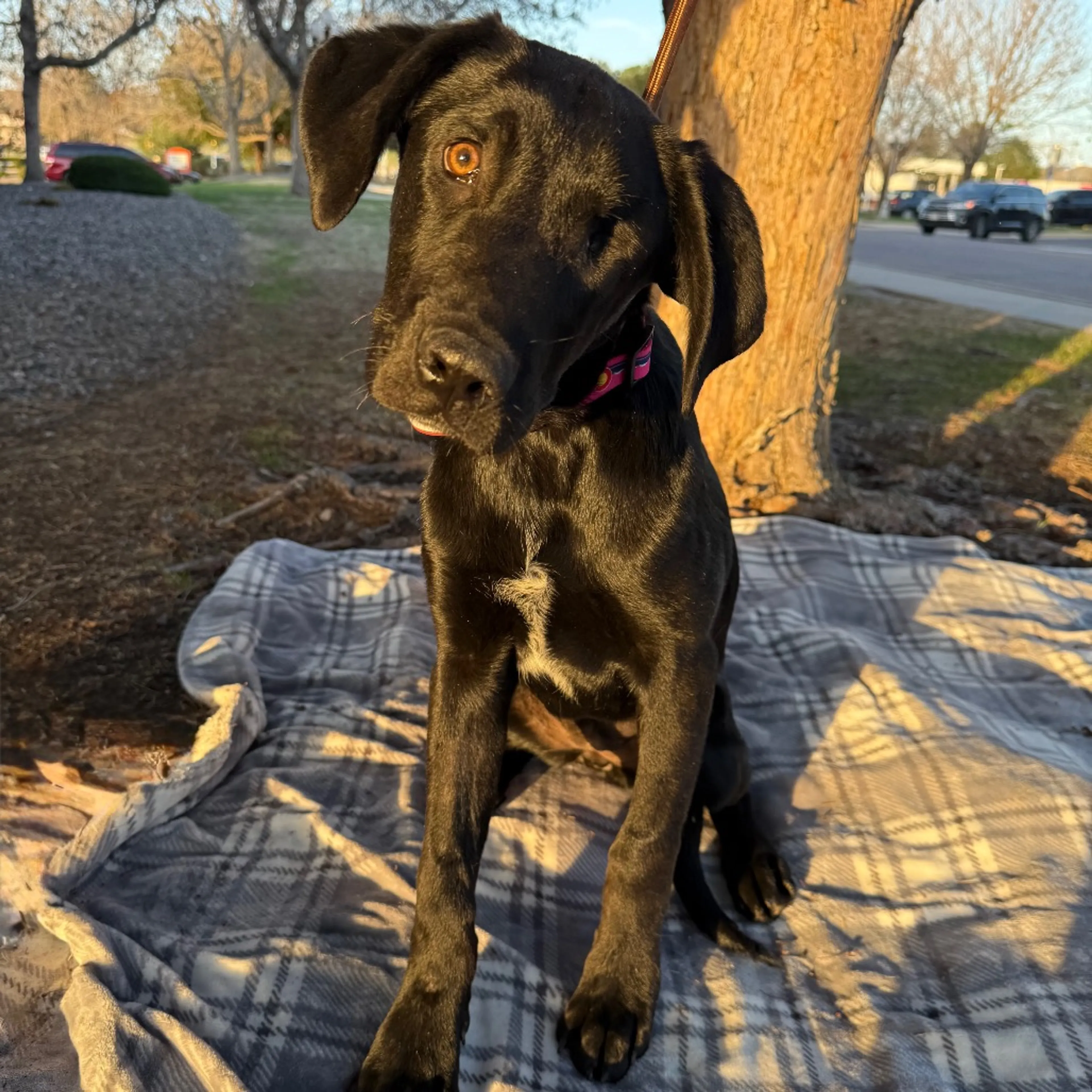 Found pet-2