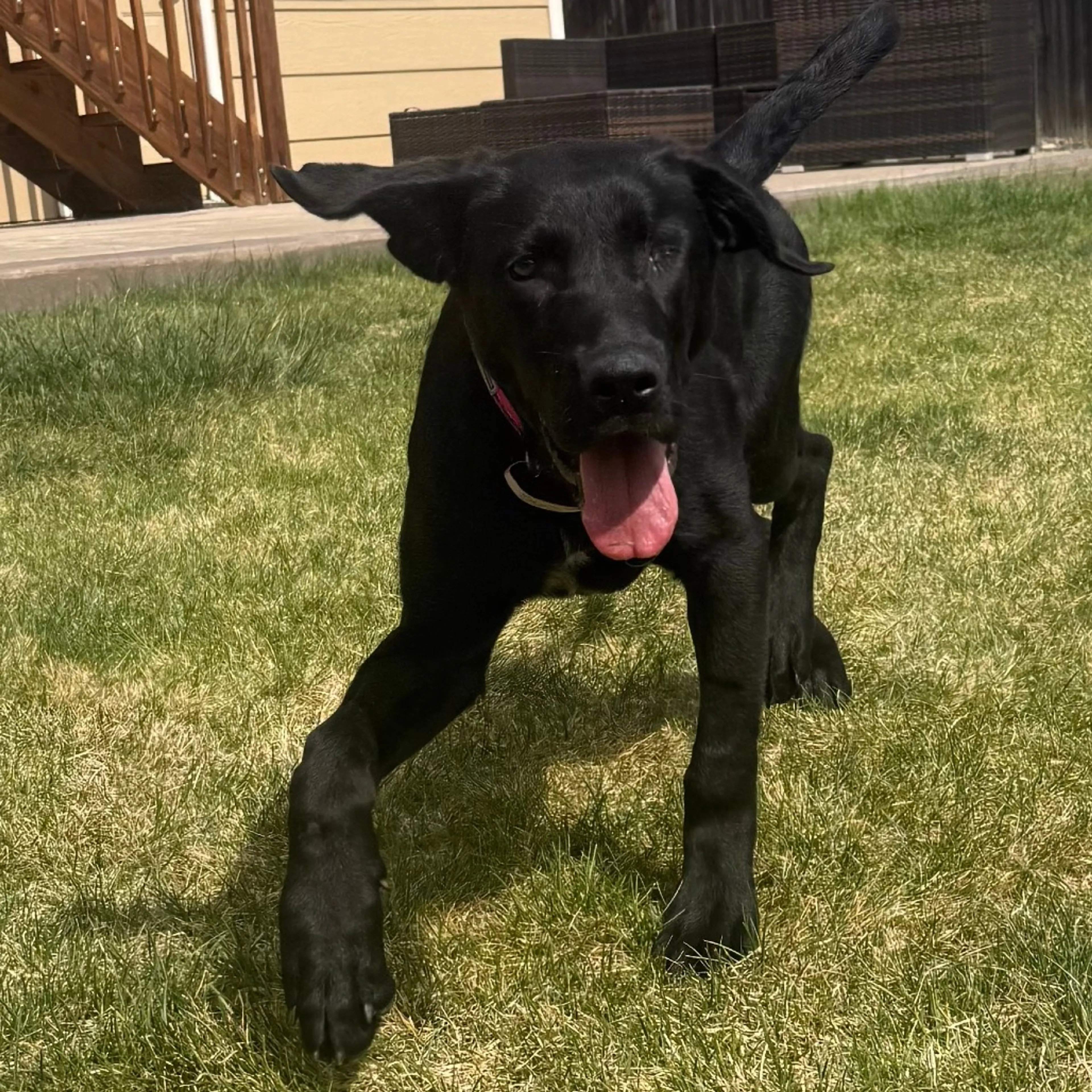 Found pet-12
