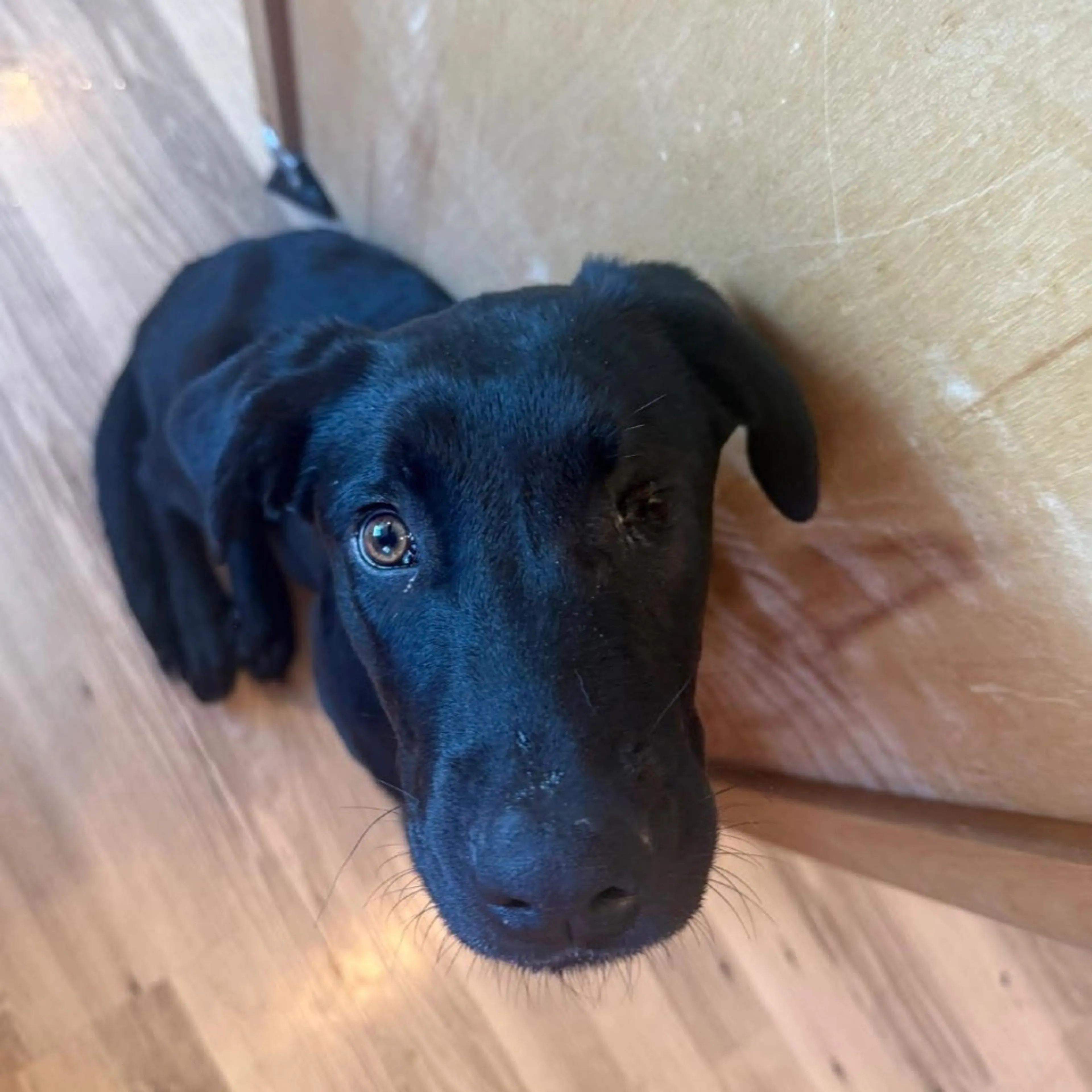 Found pet-8