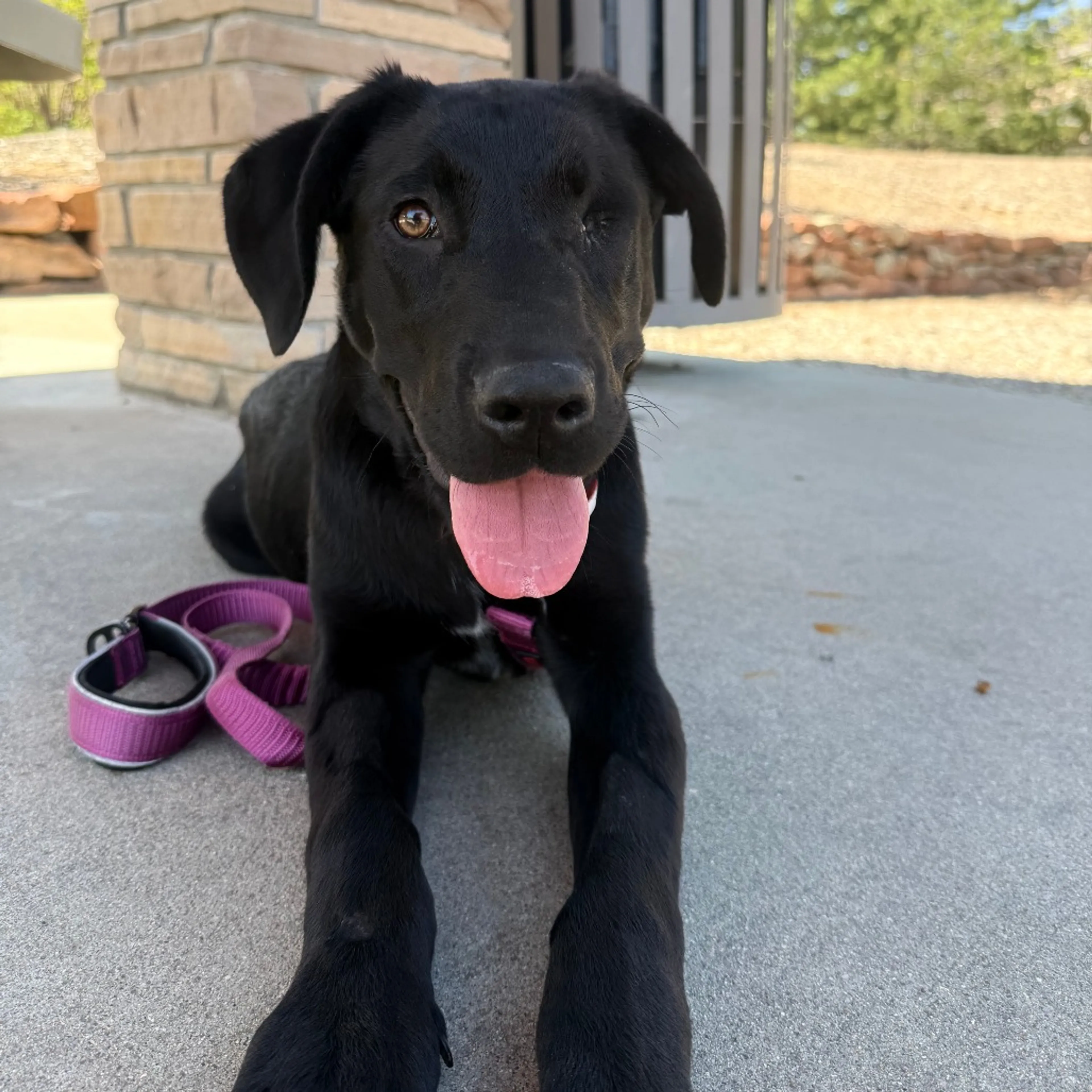 Found pet-11