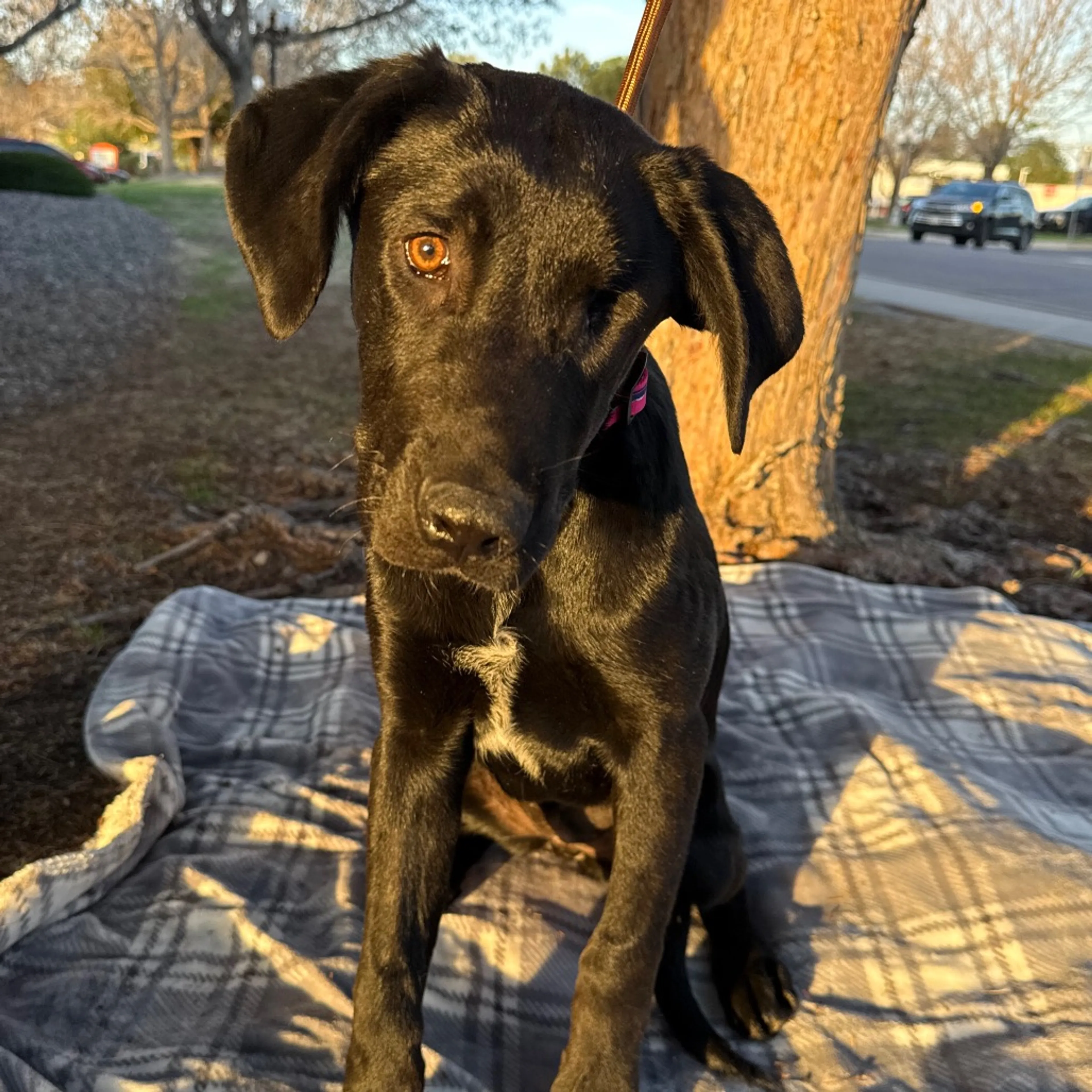 Found pet-3