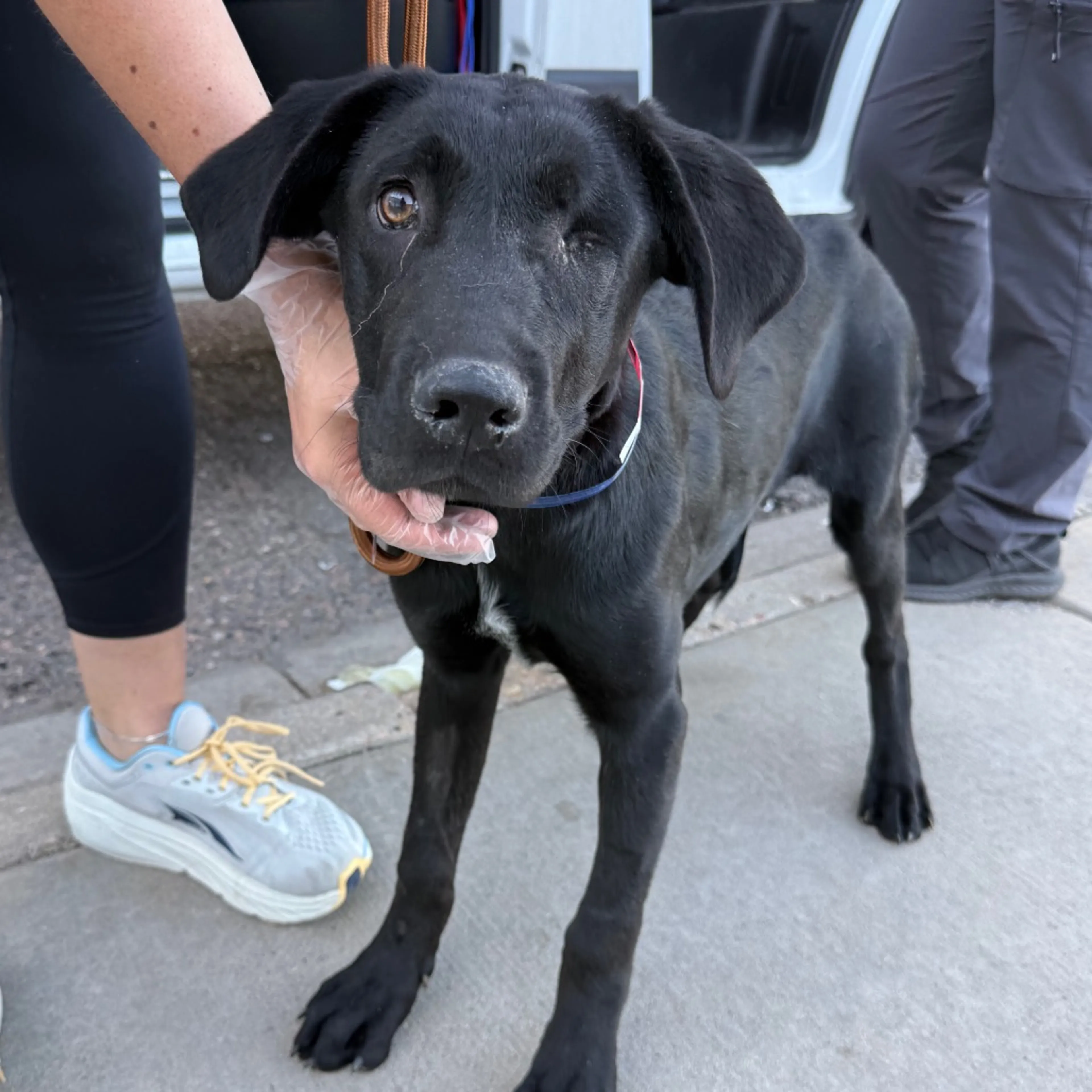 Found pet-5